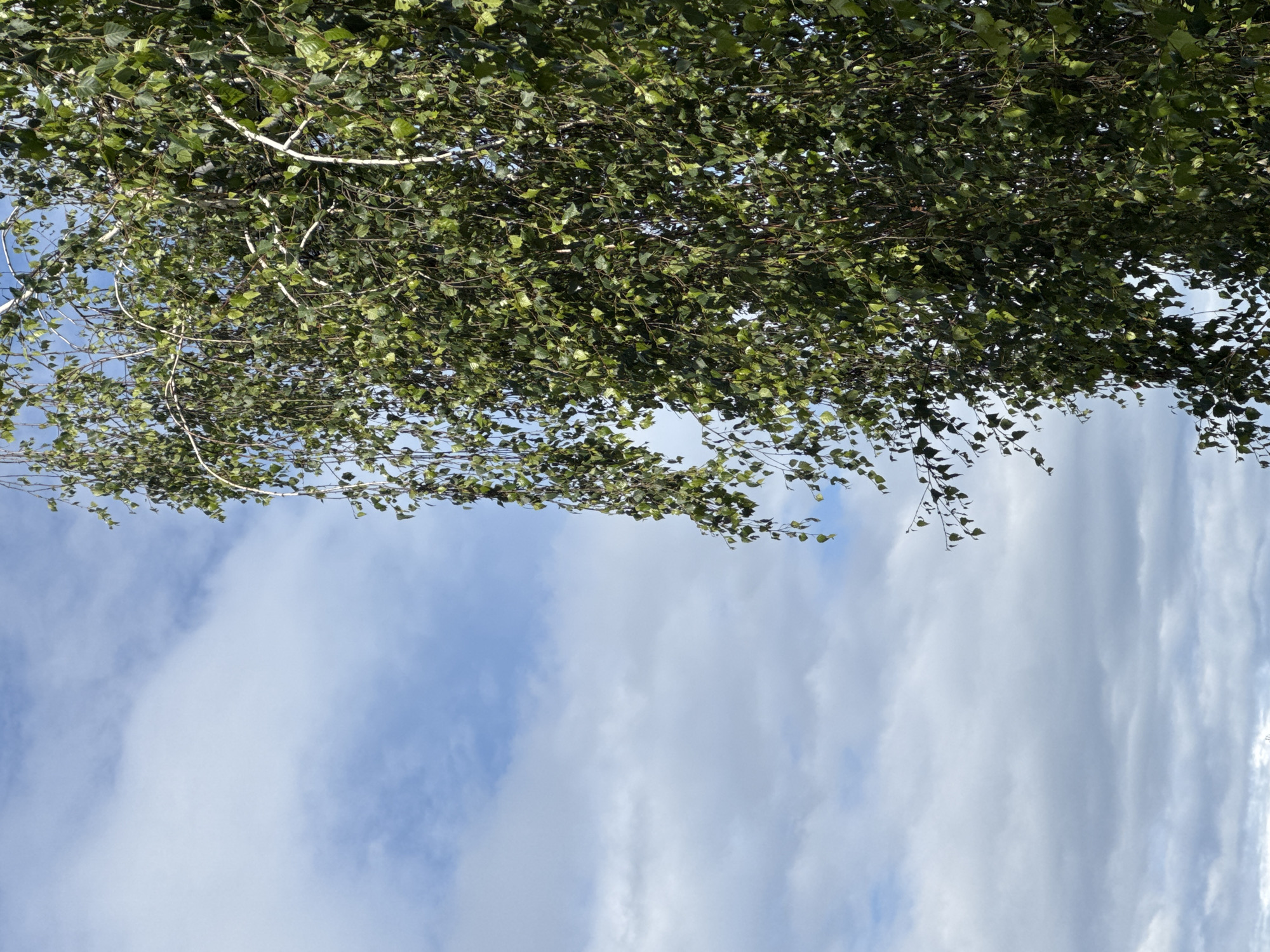 The image is an upward-looking shot of a sky filled with wispy clouds, framed by the branches and green leaves of a tree. The leaves are dense, obscuring much of the sky directly above, with some white branches visible amongst them. The sky is a vibrant blue, with long, streaky clouds that suggest a gentle breeze. The lower portion of the image is dominated by the sky and clouds, creating a sense of openness. The lighting suggests it is daytime, likely mid-morning or afternoon, with bright but diffused sunlight. No people, text, or specific objects other than the tree and sky are present. The setting appears to be outdoors in a natural environment.