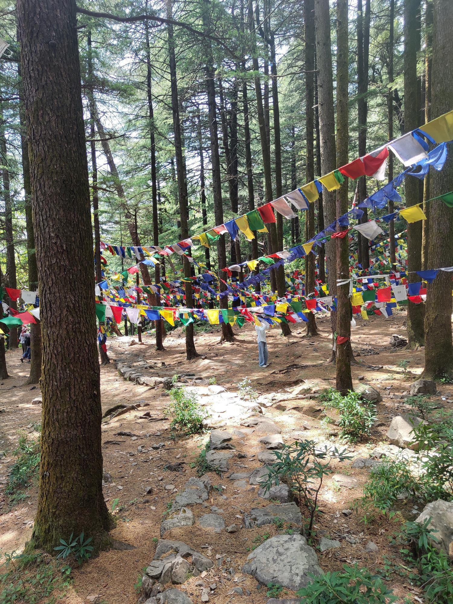The image depicts a forested area adorned with numerous colorful prayer flags strung between the trees. The trees are tall and slender, casting dappled sunlight on the forest floor, which is covered with pine needles, rocks, and sparse vegetation. In the background, a person stands among the flags. Other people are walking to the left. The location is not specified, and the city of Unknown, Unknown is only mentioned in the prompt.