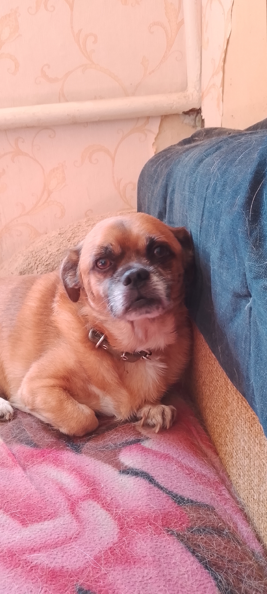 A tan-colored dog with dark markings on its face and a spiked collar rests on a pink and black patterned blanket. The dog is leaning against a dark blue upholstered surface, likely a piece of furniture. Behind the dog, the wallpaper on the wall is a light pink with a floral pattern. A white pipe runs horizontally across the upper portion of the wall. The scene appears to be indoors, possibly in a residential setting in Belgorod, Russia.