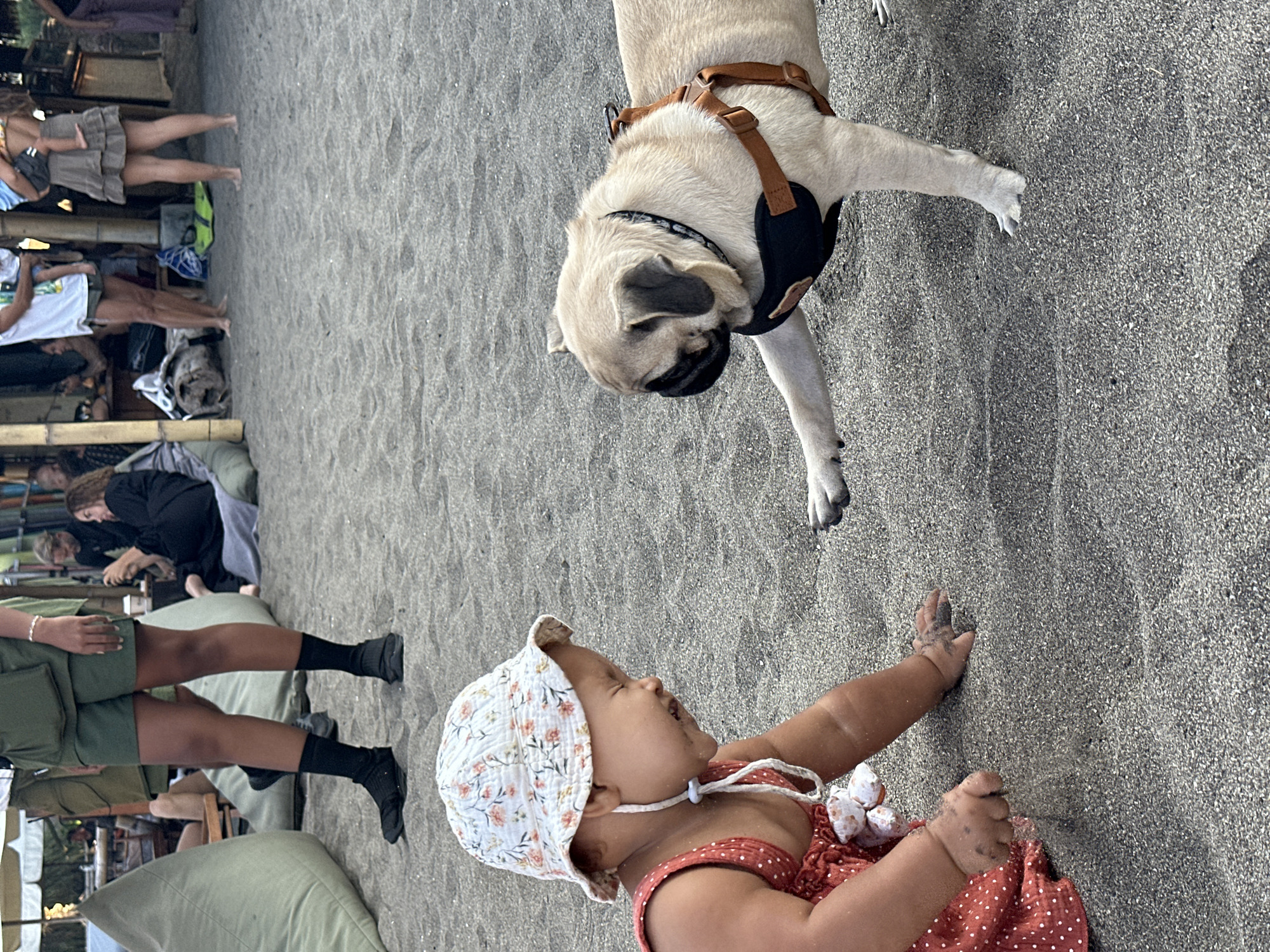 The image depicts a playful interaction on a sandy beach, likely located in North Kuta, Indonesia, given the context. In the foreground, a baby wearing a floral-patterned hat and a red polka-dot dress sits in the sand, actively engaging with a pug. The baby's hands are covered in sand, indicating active play. The pug, fitted with a black harness with brown straps, extends a paw towards the baby, appearing to reciprocate the playful gesture. The background reveals other beachgoers and some structures, suggesting a public area. The sand is dark gray, typical of volcanic sand found in many Indonesian coastal regions. The lighting suggests it is daytime, possibly late afternoon, with soft, diffused light.