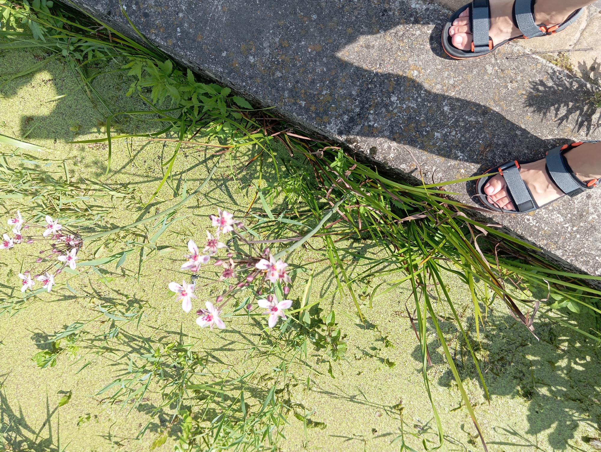 The image depicts a sunlit scene at the edge of a body of water covered in green duckweed and vegetation. On the right side of the image, a concrete embankment runs along the water's edge. Two feet wearing grey and orange sandals are positioned on the embankment. The water features several pink and white flowers with prominent stamens, growing amongst the green reeds and duckweed. Shadows of plants and what appears to be a person's head are cast across the scene. The overall environment suggests an outdoor, natural setting within the city of Wasilków, Poland, likely a pond or canal bank.