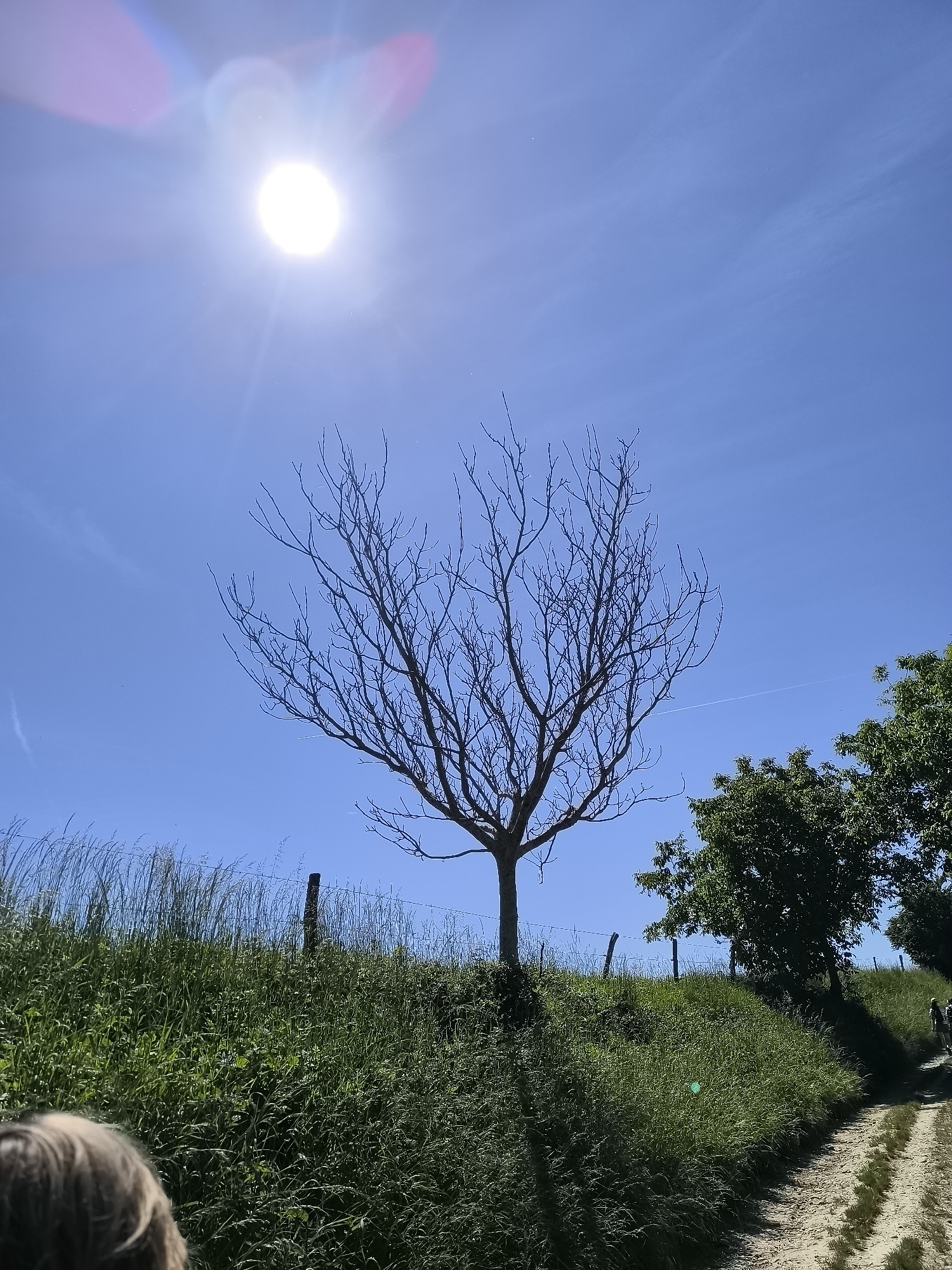 The photograph, taken in Chaponnay, France, depicts a rural scene under a bright, clear blue sky. A leafless tree stands prominently in the center of the frame atop a grassy hill. To the right, a green tree provides a contrast to the bare branches of the central tree. In the distance, a dirt path runs alongside the hill. A barbed wire fence is visible along the crest of the hill. The sun is positioned high in the sky. A portion of someone's head is visible in the lower left corner of the image.