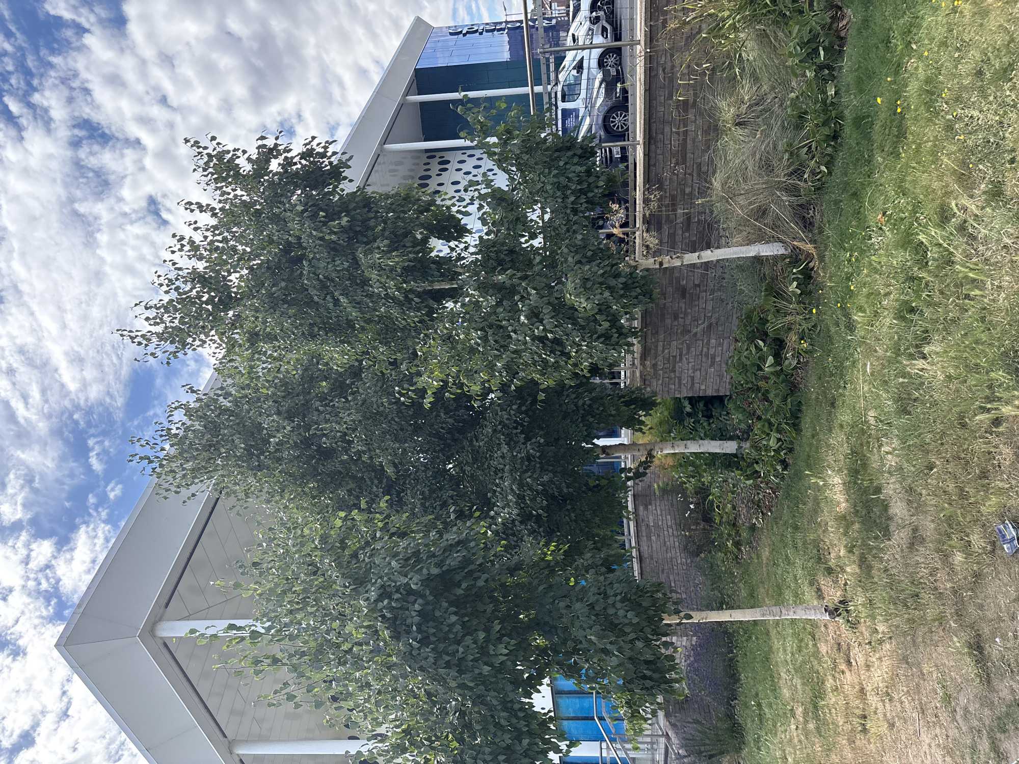 The image shows an outdoor scene with a modern building and vegetation. The building has a white, angular roof and a facade with large blue windows and a circular dot pattern. A large, leafy green tree stands prominently in the foreground, partially obscuring the building. Two slender trees with white bark are visible behind the larger tree.
To the right of the building, there is a brick wall and a grassy area with some wildflowers. The sky above is blue with scattered white clouds. The scene appears to be from a daytime setting, possibly late morning or afternoon, with bright lighting.
Visible text on the building reads "Riverside". The overall atmosphere is calm and natural, with a blend of contemporary architecture and greenery. There are no people visible in the image. The scene suggests a public space, perhaps a park or campus area adjacent to a building.