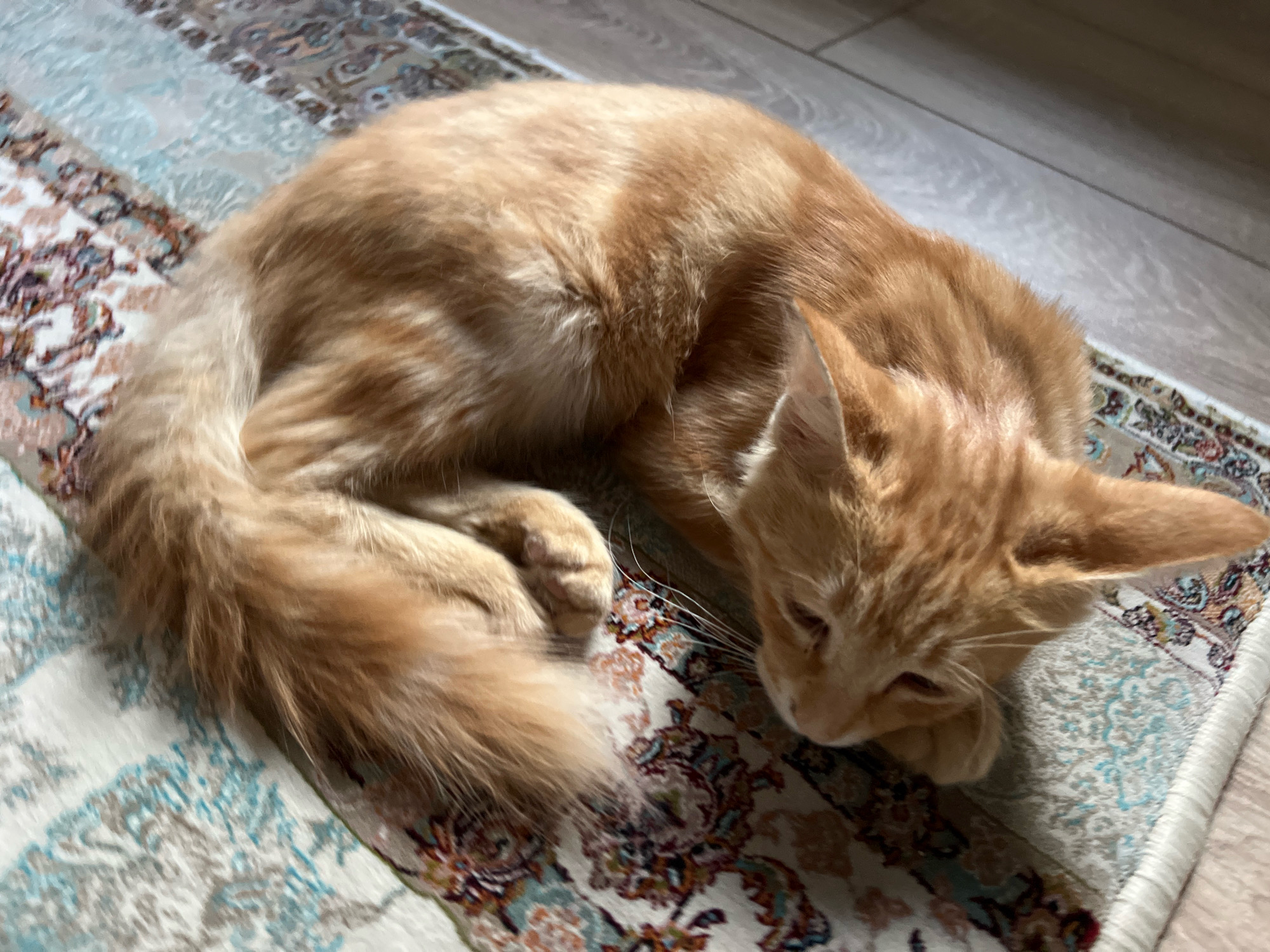 An orange tabby cat is curled up on a patterned rug. The cat is facing to the right, with its head resting on its paws. Its eyes are partially closed, and its ears are perked up. The rug has a light-colored background with a repeating pattern of blue and brown floral motifs. The floorboards are visible behind the rug. The scene is lit by natural light coming from the right.