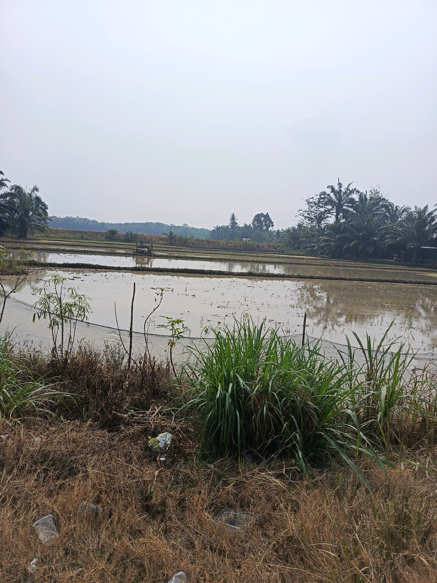 The image depicts a serene agricultural landscape with flooded rice paddies stretching into the distance. The sky is overcast, creating a diffused light. In the foreground, dry, withered grass and some green vegetation line the edge of the paddies. A few pieces of scattered litter, including plastic cups and bags, are visible on the ground.
In the mid-ground, the shallow water in the rice paddies reflects the pale sky and the surrounding greenery. A small, rustic wooden structure, possibly a shelter or storage shed, is situated within the paddies, and a fishing net is visible near the foreground vegetation. Palm trees and other lush vegetation form a dense border along the far side of the paddies, with a hint of rolling hills or elevated land beyond. The overall impression is one of rural tranquility, albeit with a touch of human impact due to the presence of litter. The location is identified as Megang Sakti V, Indonesia.