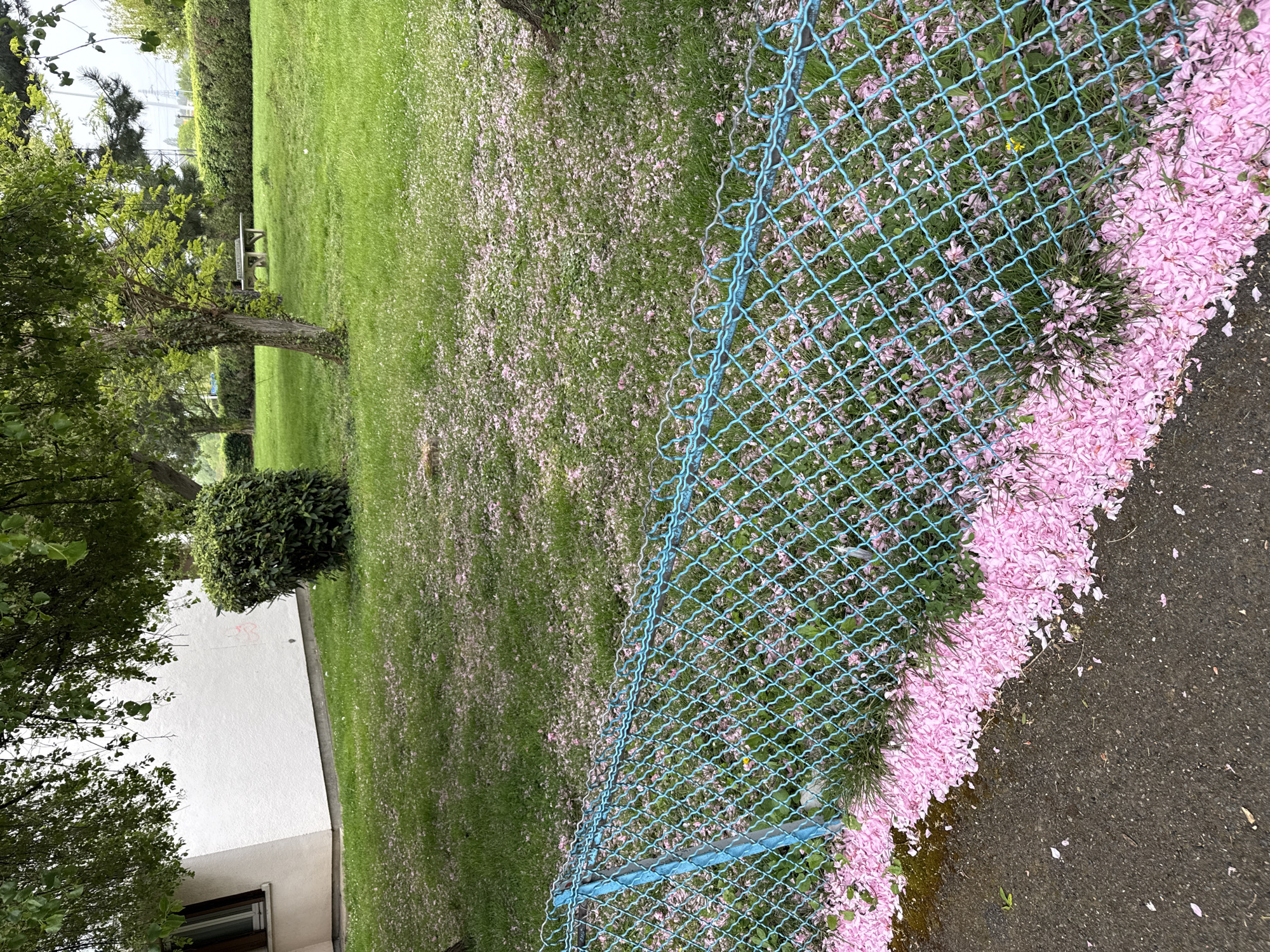 The image shows a green lawn scattered with pink flower petals next to a blue chain-link fence. The petals are concentrated along the base of the fence, where it meets a dark pavement surface. In the background, there's a white building with a small window, trees, and a green hedge. The image is from Sarcelles, France.