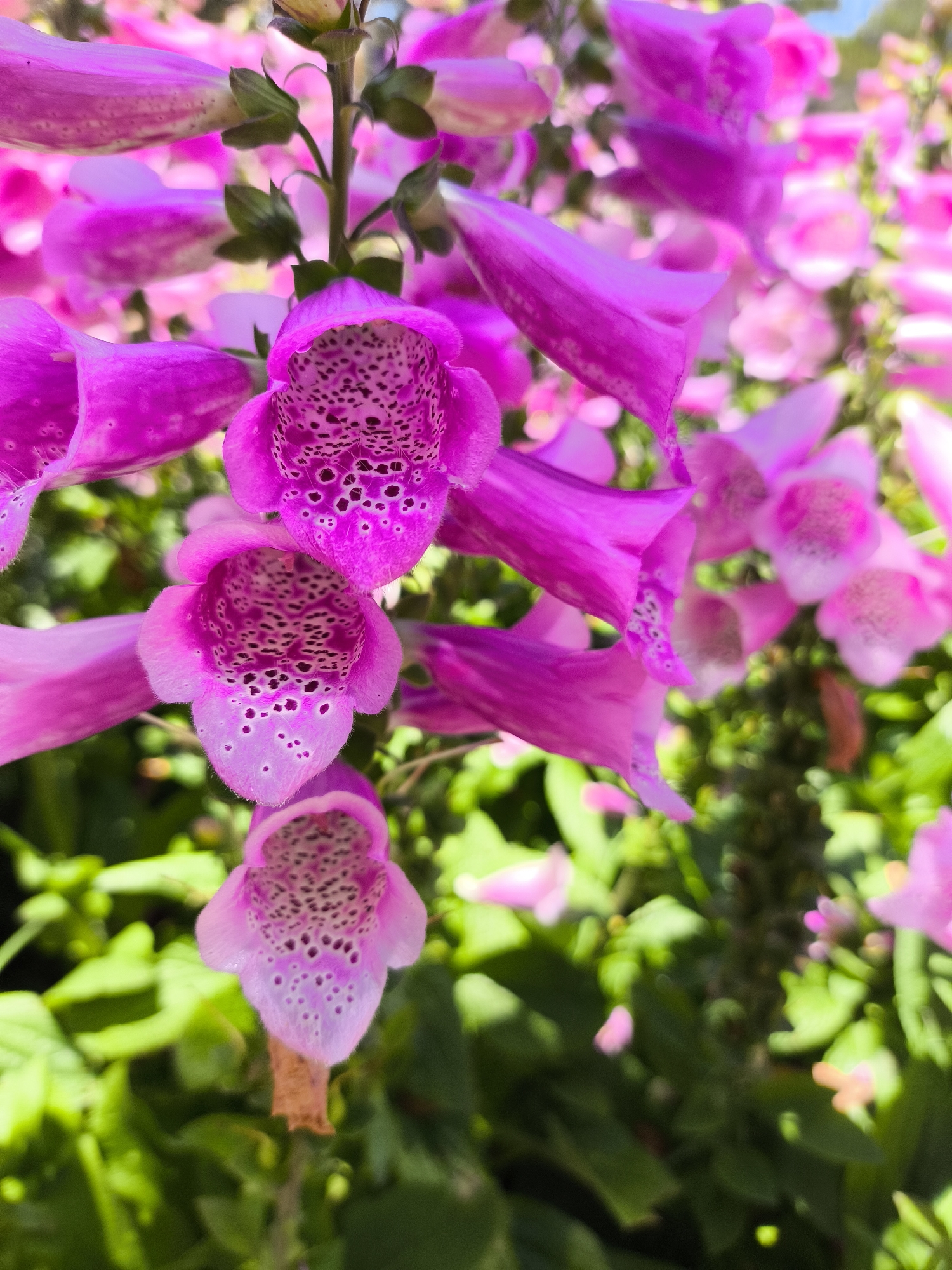 The image showcases a cluster of vibrant purple foxglove flowers (Digitalis purpurea). The flowers are bell-shaped, with speckled interiors of dark purple on a lighter pink background. They grow along a central stem, surrounded by green foliage. Given the prevalence of foxgloves in temperate climates and Da Lat's cooler mountain environment in Vietnam, it is plausible that this scene could occur in Da Lat. However, visual elements alone cannot definitively pinpoint the location to Da Lat.