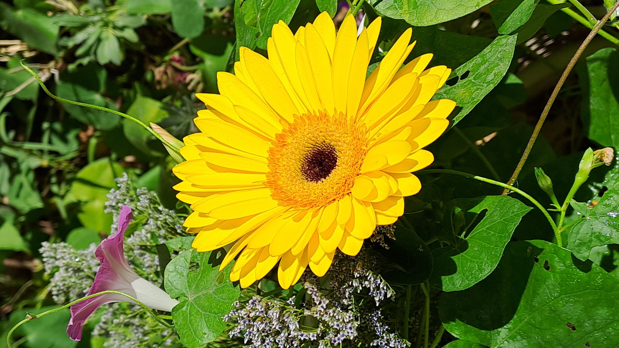 A close-up, vertical shot captures a vibrant yellow Gerbera daisy as the primary subject. The daisy's petals are a bright yellow, radiating outward from a dark, circular center. To the left of the daisy, a delicate cluster of small, light purple flowers and a single purple morning glory bloom are visible. The background is a blur of green foliage, suggesting an outdoor setting amidst plants. The lighting suggests it is daytime, with sunlight casting shadows on the leaves. The image lacks any human presence or discernible urban elements, placing it in a natural environment.