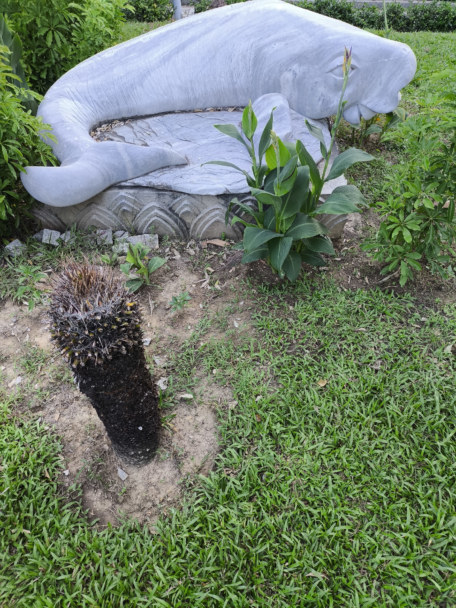 A marble sculpture of a manatee lies on a stone base amidst lush green foliage and a patch of short grass in Bac Nha Trang Ward, Vietnam. The sculpture is light gray and depicts the manatee in a resting or reclining position. To the left of the sculpture, a small, dead palm tree stump stands upright. Several green plants with broad leaves are growing near the sculpture, and a larger shrub with smaller, darker green leaves is visible to the right. The ground is covered with a mixture of soil, fallen leaves, and grass. The scene appears to be an outdoor garden or park setting.