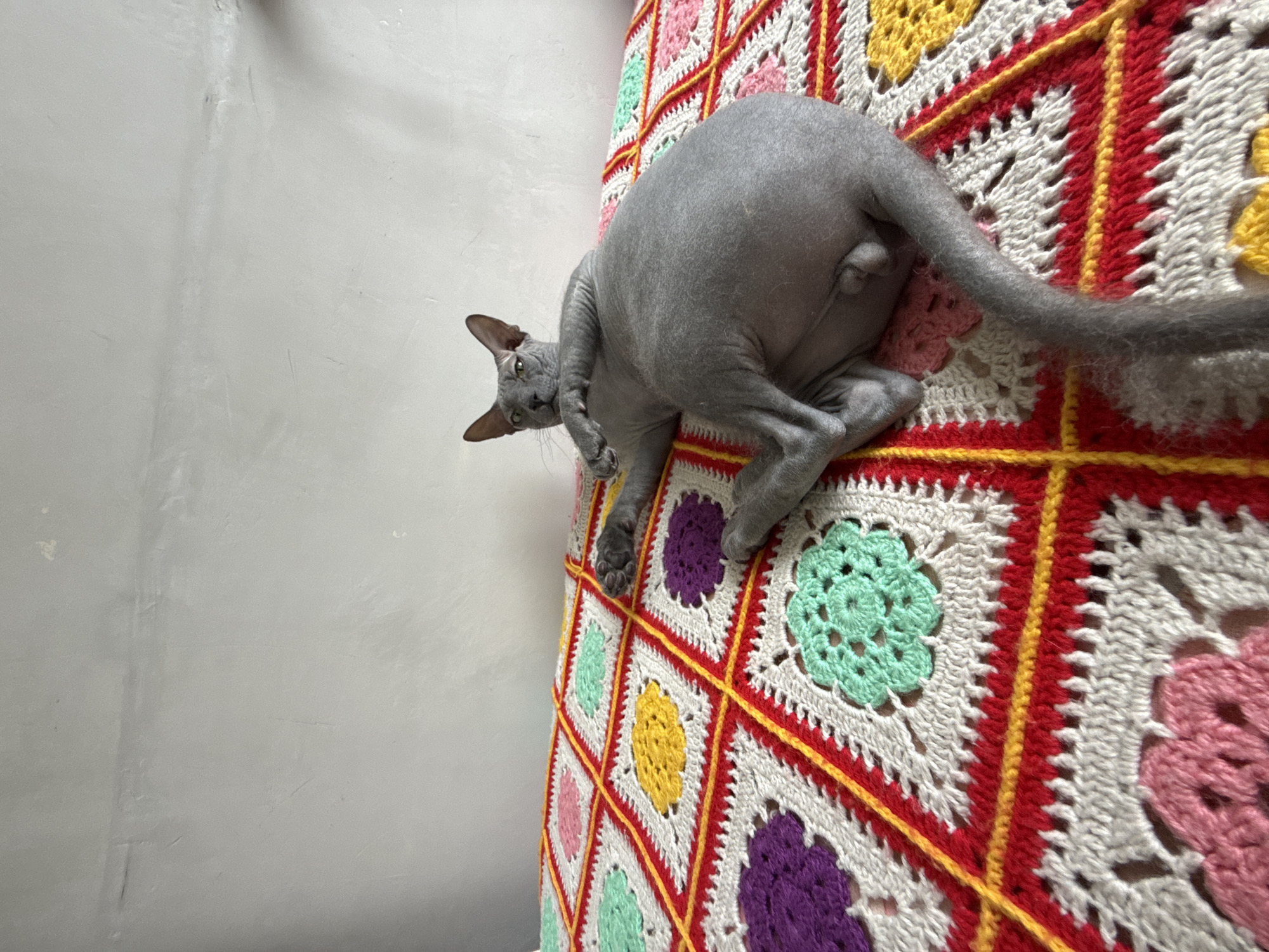 A grey Sphynx cat is prominently featured, lying on a vibrant, multi-colored crocheted blanket. The cat, with its distinctive hairless, wrinkled skin, large ears, and green eyes, has its head turned to look directly at the viewer. Its body is partially visible, showing its back and a segment of its tail on the colorful blanket.
The blanket is a key element, composed of numerous crocheted granny squares. Each square features a white background with a central flower-like pattern in various colors, including yellow, purple, pink, and mint green. These squares are bordered by white, red, and yellow yarn, creating a rich, textured pattern across the surface. The blanket is draped over what appears to be a piece of furniture, possibly a bed or couch.
The background consists of a plain light grey wall, which provides a neutral contrast to the colorful blanket and the cat. The image is taken from a slightly elevated angle, looking down at the cat. The lighting is bright and even, indicating an indoor setting, likely during the day. No visible text is present in the image. The provided location context for this indoor scene is Votkinsk, Russia.