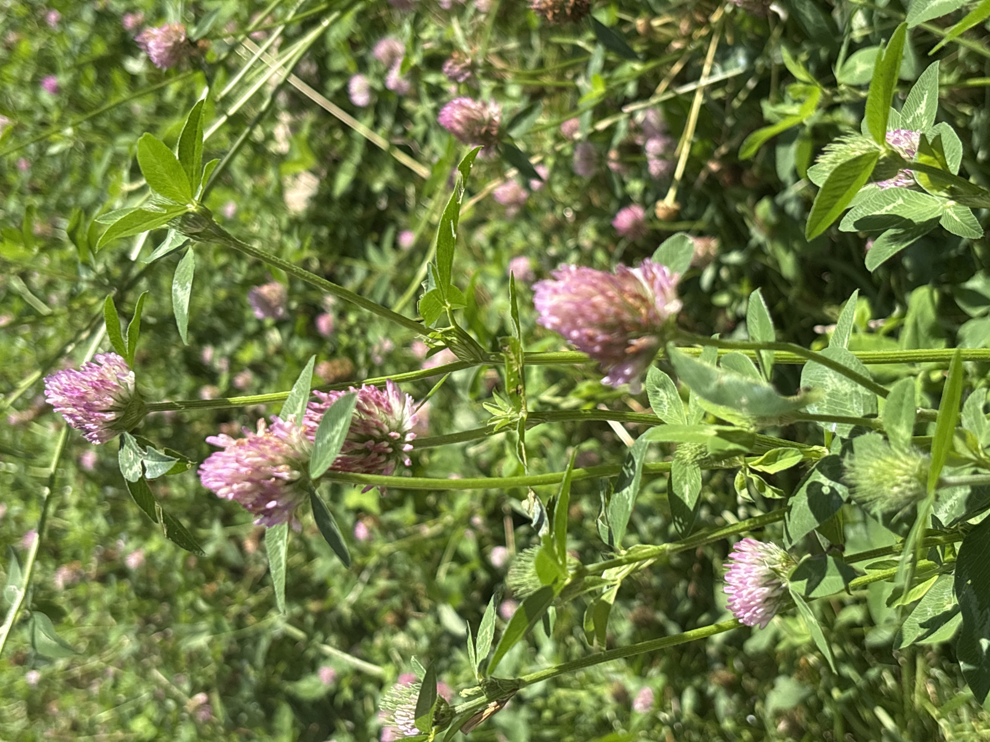 The image depicts a close-up view of a field of red clover flowers in bloom, with lush green foliage surrounding them. The flowers are characterized by their distinctive spherical shape and vibrant pinkish-purple hue. The lighting suggests a bright, sunny day, casting dappled shadows on the plants. The background is a soft blur of more clover and green leaves, indicating a natural, outdoor setting. There are no people or animals visible in the image. The scene appears to be a natural meadow or roadside area, likely in a temperate climate. The specific location of Granat, Russia, is not visually discernible from the image itself; this information is provided externally.