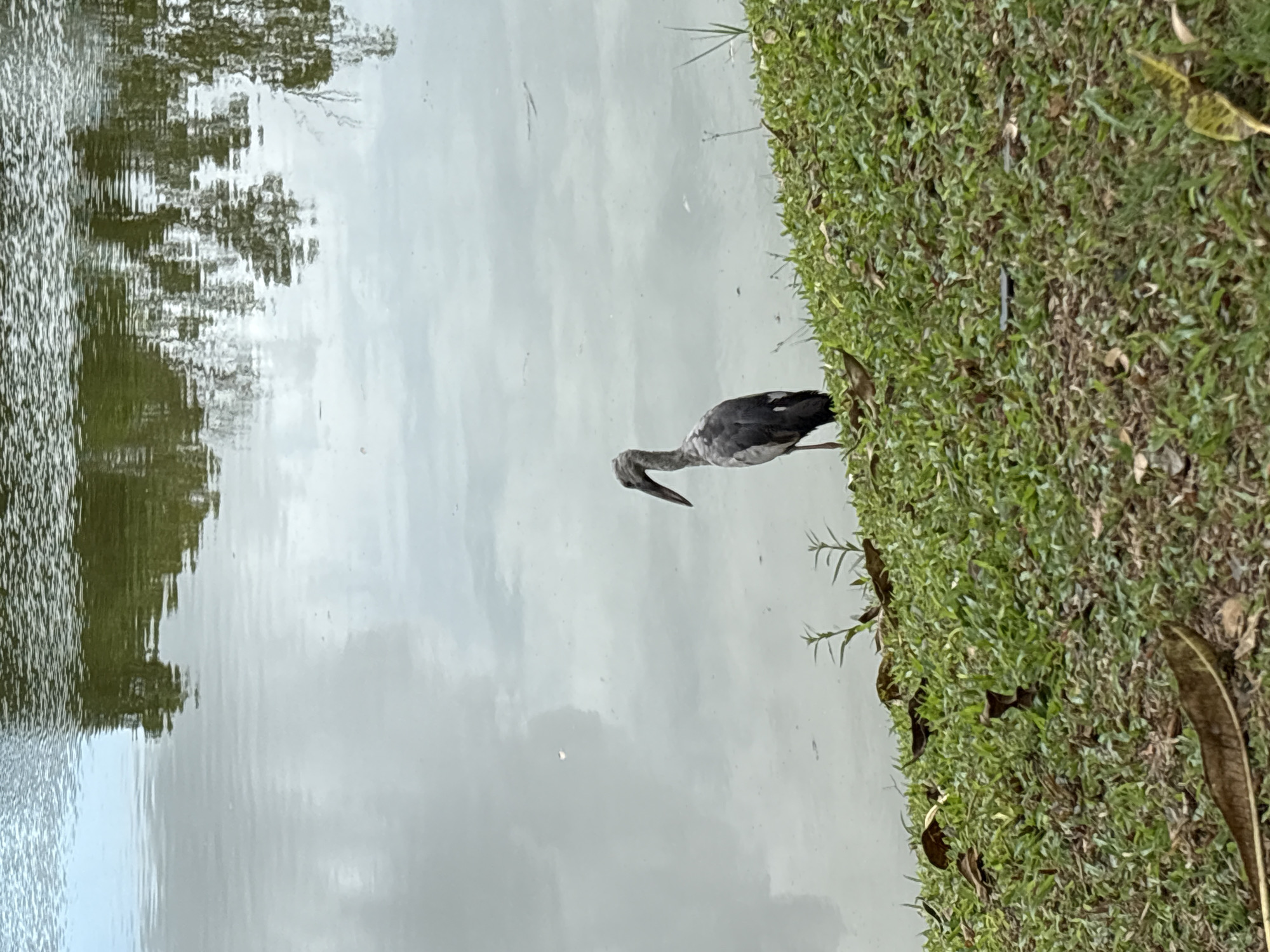 A solitary grey heron stands on the grassy bank of a calm body of water, possibly a park or reservoir in Choeng Thale, Thailand. The water reflects the overcast sky and the trees lining its edge. The heron, with its long beak and slender legs, is positioned in the center-right of the frame, facing left. The grass is a vibrant green, interspersed with fallen brown leaves. The environment appears serene and natural.