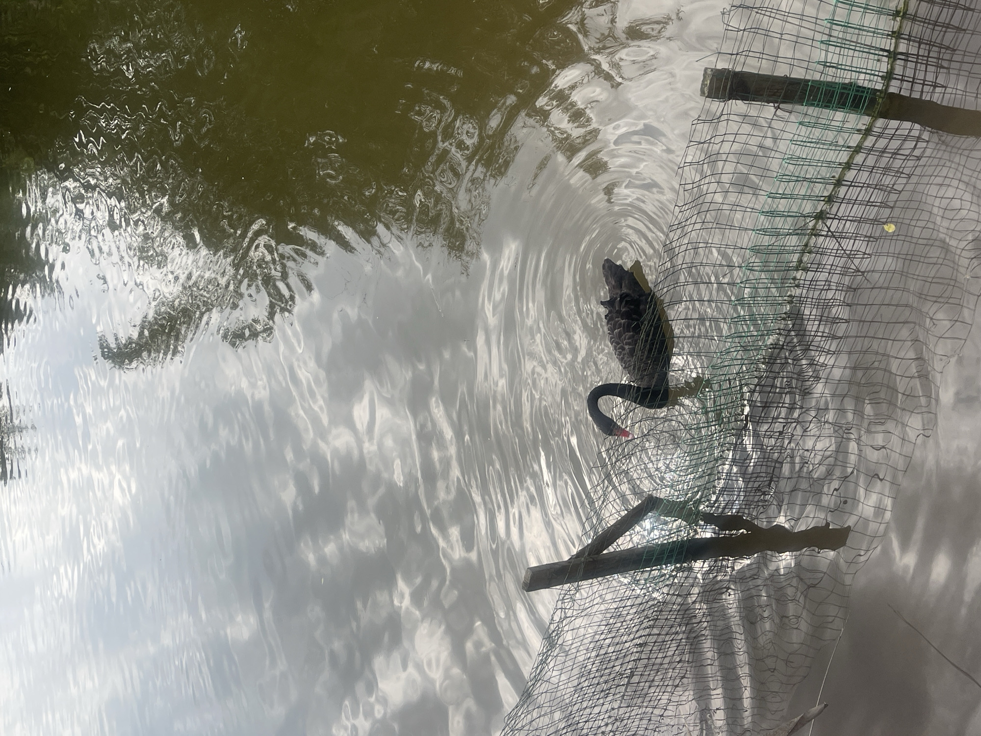 A black swan swims in the water beside a netted barrier in Chongqing High-tech Zone, China. The water reflects the sky and trees. The netted barrier is supported by wooden posts. The swan is near the barrier.