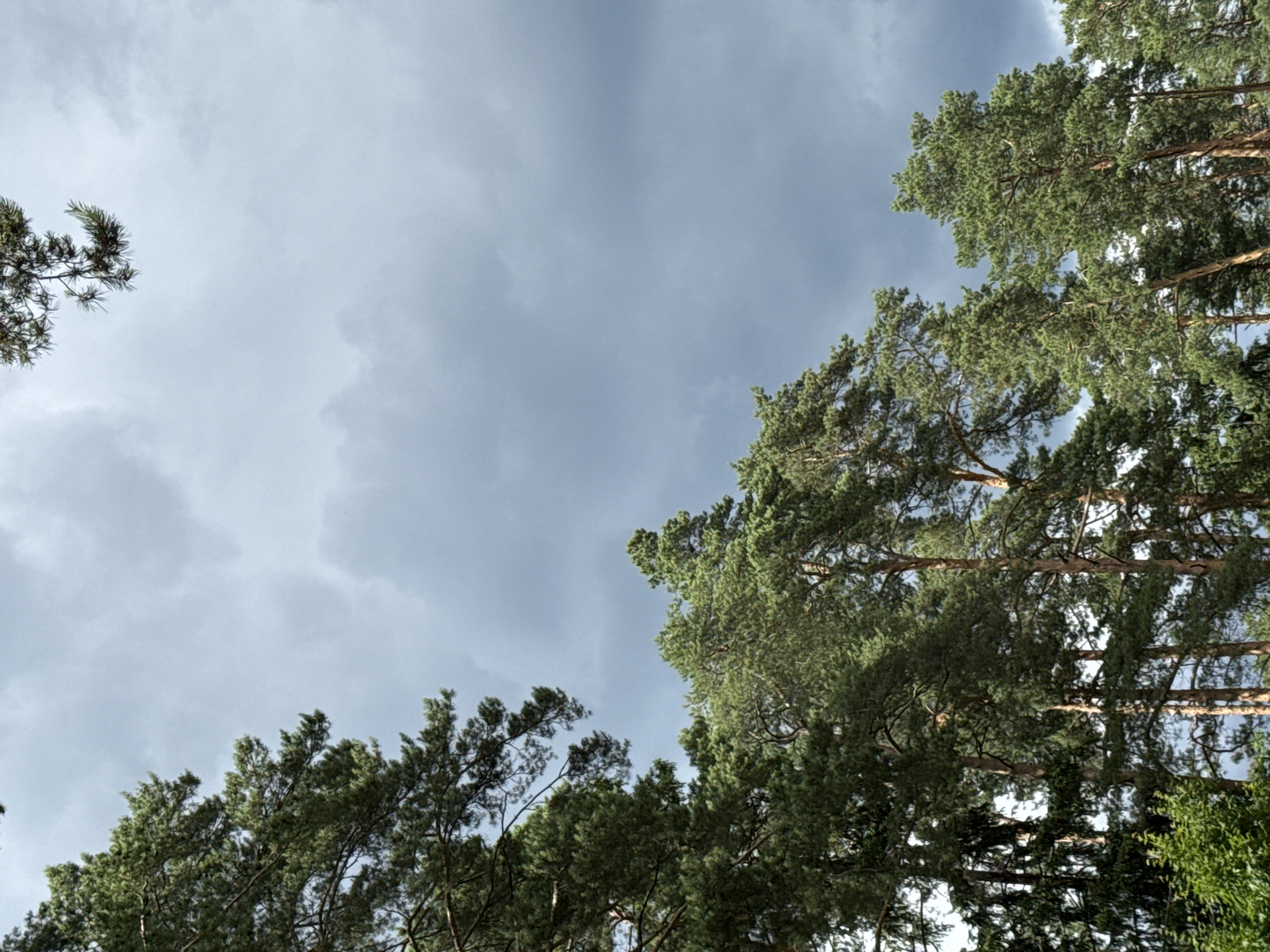 A low-angle shot captures the tops of tall pine trees against a dark, cloudy sky in Ulitkino, Russia. The foliage is a vibrant green, with the textured bark of the tree trunks visible. The sky is filled with heavy, grey clouds, suggesting an overcast or stormy day. A single pine branch extends from the top edge of the frame, adding to the natural, outdoor setting.