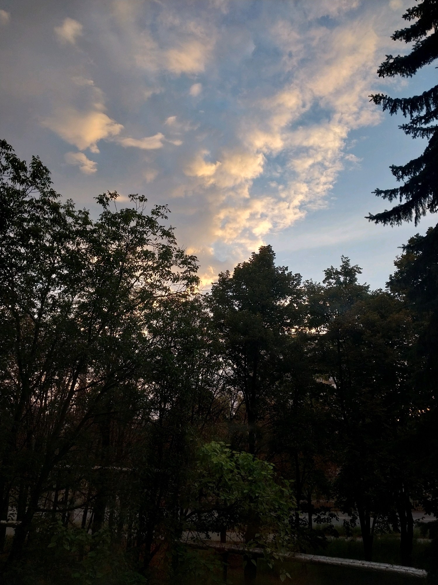 The image captures a twilight sky with scattered, illuminated clouds over a silhouette of trees. The sky transitions from a pale blue at the top to a warmer, golden hue near the horizon where the sun is setting. The trees in the foreground are dark, their leaves and branches creating a dense canopy that obscures much of the ground and any potential urban landscape. A tall evergreen tree branches are visible on the right side of the frame, silhouetted against the sky. The overall impression is of a natural scene bordering an urban environment, likely taken from an elevated position looking outwards. There are no people, animals, or specific structures identifiable, suggesting a general view of the sky and vegetation at dusk. The location is identified as Dnipro, Ukraine.