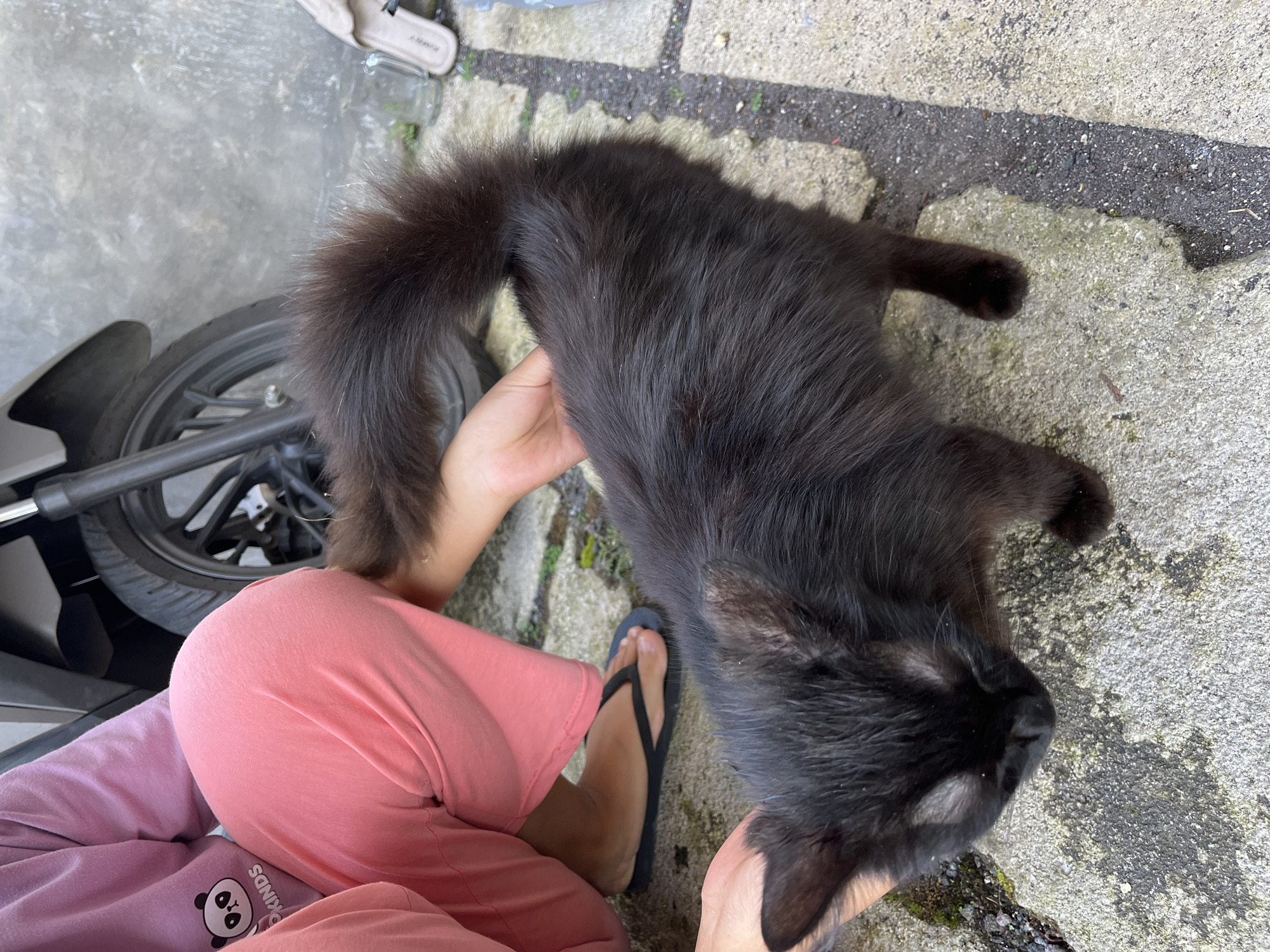 In the city of Jambearum, Indonesia, a black cat with long fur stands on a stone pathway near a person in pink sweatpants and a pink shirt with a panda graphic. The cat's tail is curved upwards, and a hand is touching its back. A motorcycle is visible in the background, along with a gray wall and a pair of flip-flops. The environment suggests an outdoor setting, possibly a yard or alleyway, with some debris and moss on the ground. The lighting indicates daytime.