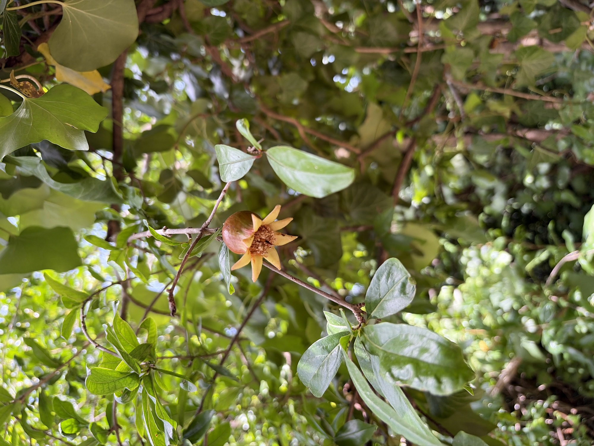 An unripened pomegranate fruit, approximately two inches in diameter, hangs from a thin, brown stem amongst lush green foliage. The fruit is a reddish-brown hue and has prominent yellow-orange sepals, giving it a star-like appearance. Several green leaves, some oval-shaped and others more rounded, surround the fruit. The background is a blur of more green leaves and branches, suggesting a natural outdoor setting. There are no people or specific landmarks visible in the image that would indicate a precise location within Anna, Spain.