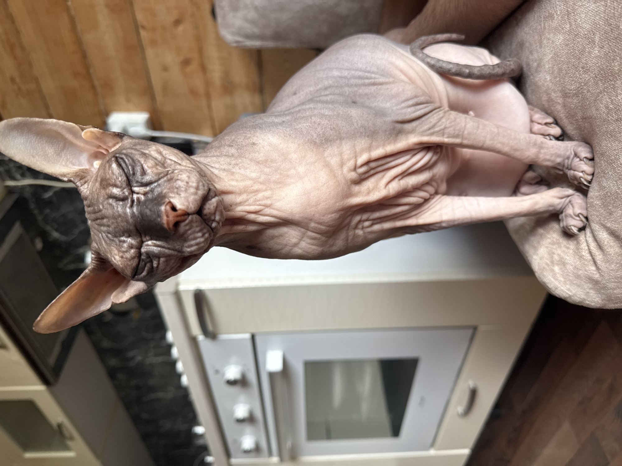 A sphynx cat with closed eyes is sitting on a cushion in front of a kitchen appliance. The cat's skin is wrinkled and pinkish-gray. The kitchen has light-colored cabinets and a white oven with a glass door. The floor is made of dark wood. The background includes a wooden wall. The scene is indoors and appears to be in a domestic setting. There is no indication of the location being in Nikolaevka, Russia.