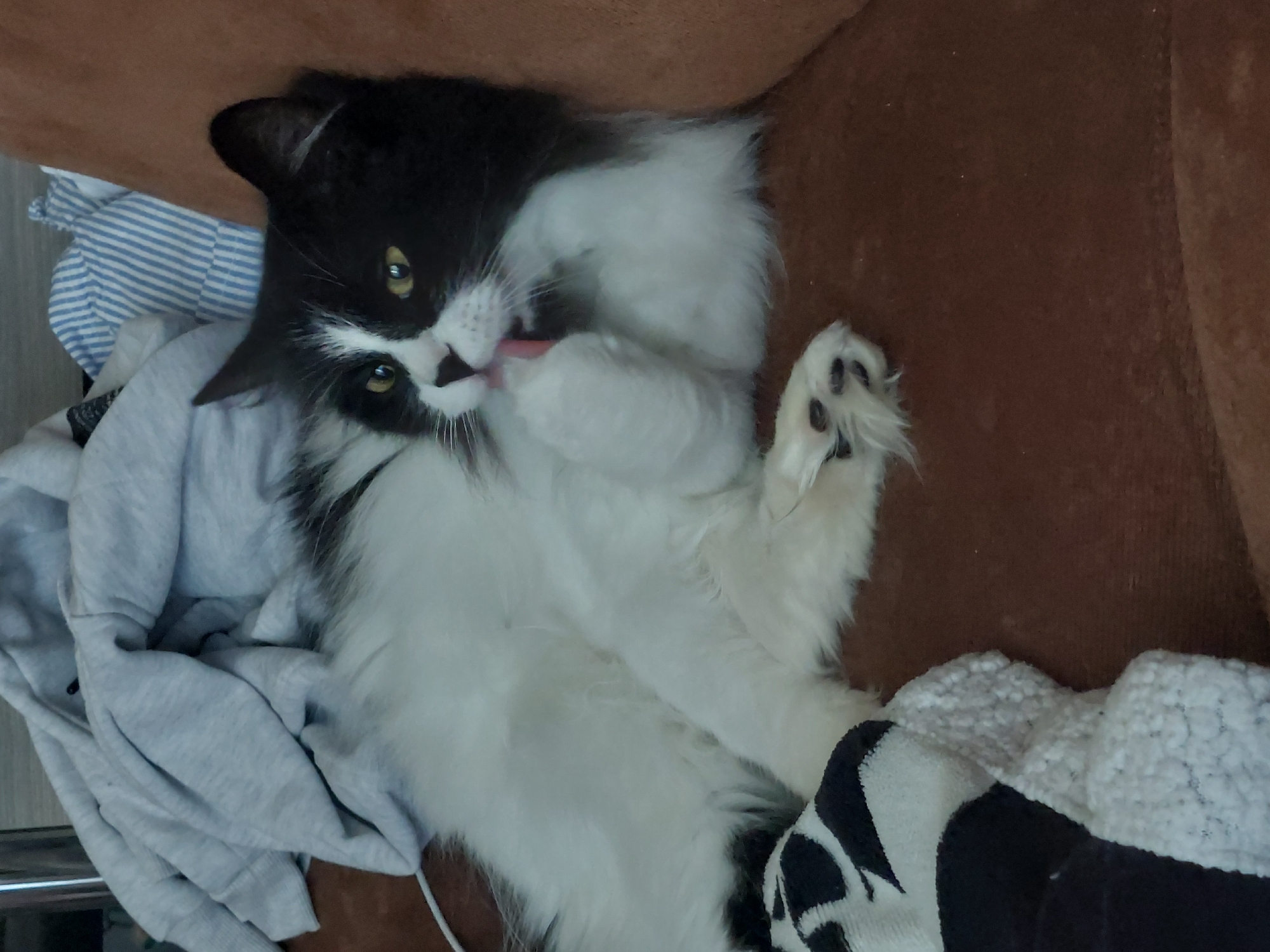 A black and white cat is lying on a surface partially covered with clothing. The cat is grooming itself, licking its left paw. The cat has yellow eyes and a black nose with a white marking between the nose and mouth. The cat's right paw is extended upwards, showing its paw pads. The clothing beneath the cat includes a grey sweatshirt, a striped blue and white shirt, and a black and white patterned piece of fabric, likely a sock or blanket. The surface beneath the clothing appears to be brown and textured. This scene occurs in a residential environment in Plovdiv, Bulgaria.