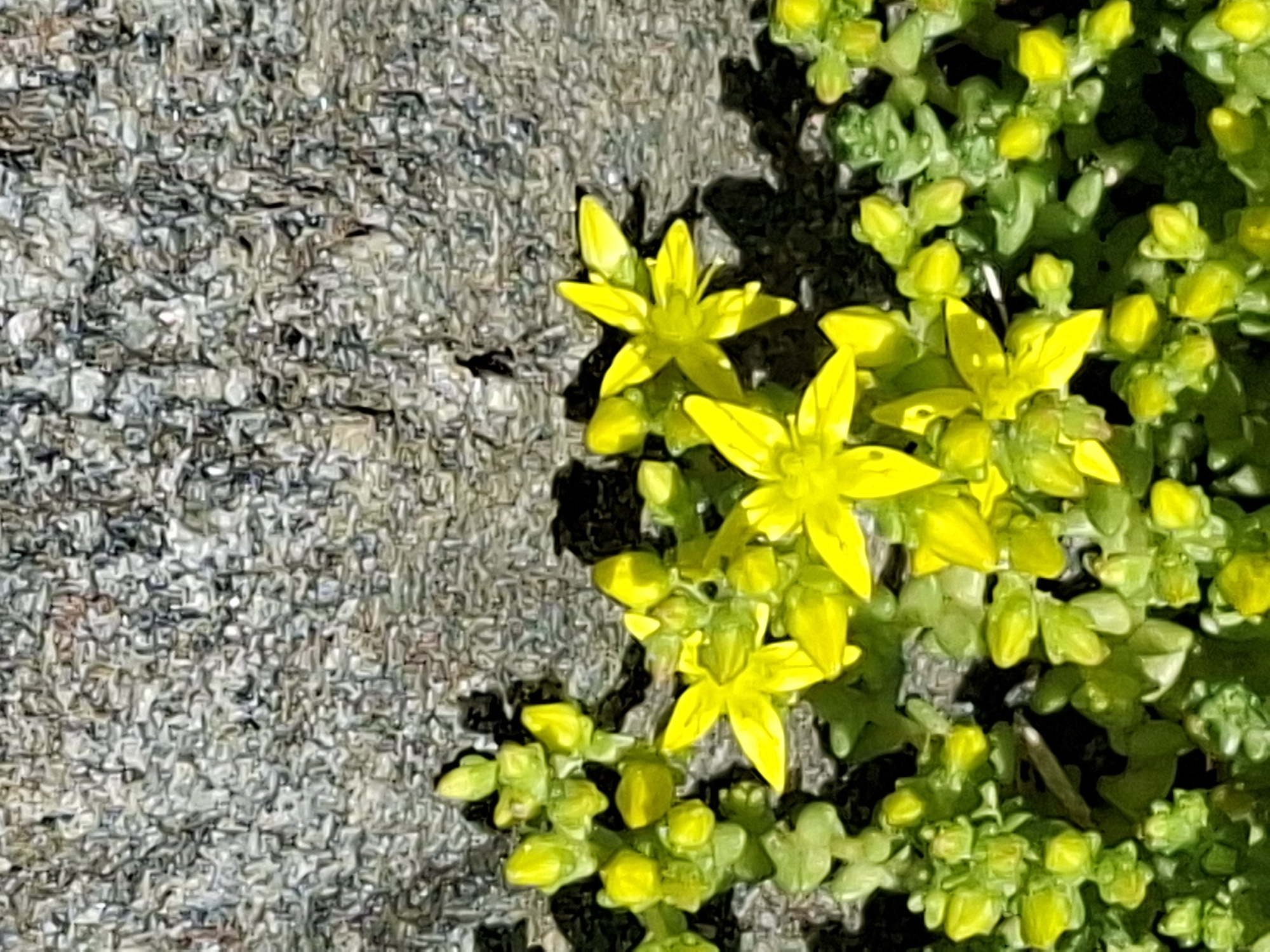 The image shows a close-up of a cluster of small yellow flowers with green leaves. The flowers have five petals and are arranged in small groups. The background is a rough, gray texture, likely a stone wall or rock face. Shadows are cast on the gray background, indicating the direction of light. The scene appears to be outdoors, with the plants growing in close proximity to the textured surface. No specific location in Alytus, Lithuania, can be determined from the image alone.