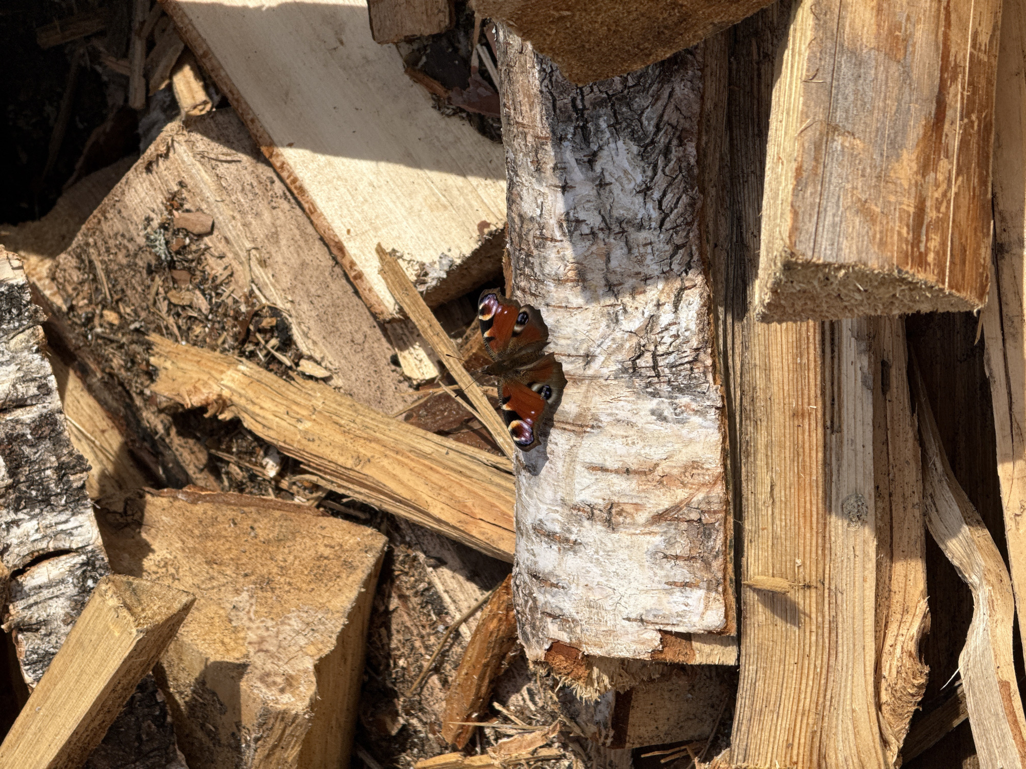 The image shows a pile of firewood in an outdoor setting. The firewood consists of various pieces of wood, some with bark still attached. A butterfly with distinctive eye-like patterns on its wings is perched on one of the pieces of wood. There is no evidence to confirm that the photo was taken in the city of Chaikovsky, Russia.