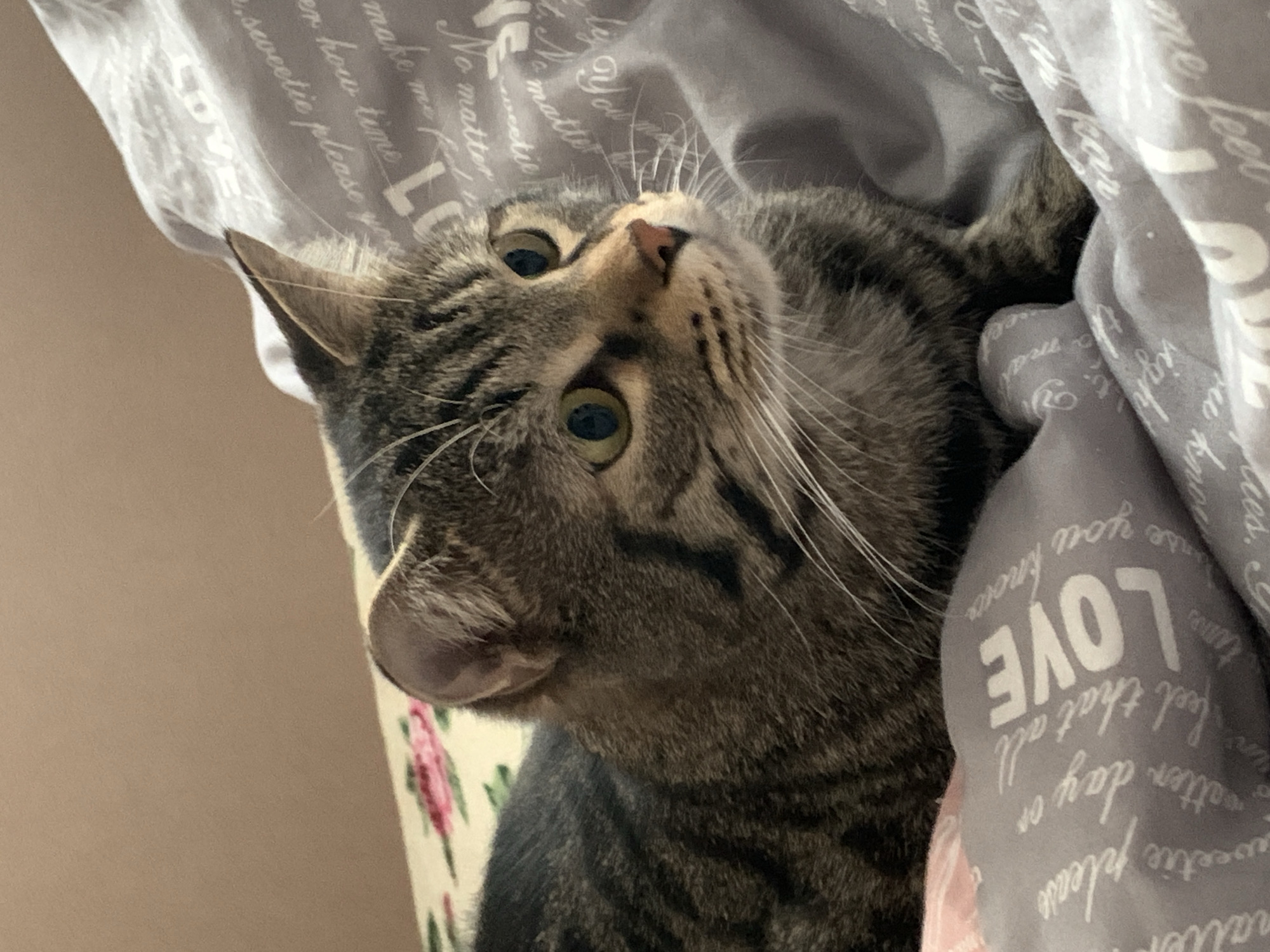 A tabby cat is the central subject of the image, positioned amidst patterned bedding. The bedding features text, with the word "LOVE" prominently displayed. The cat is lying down, looking upwards with its head tilted.
The photo may have been taken in a residential setting. No location information available to determine if this image was taken in Stavropol, Russia.