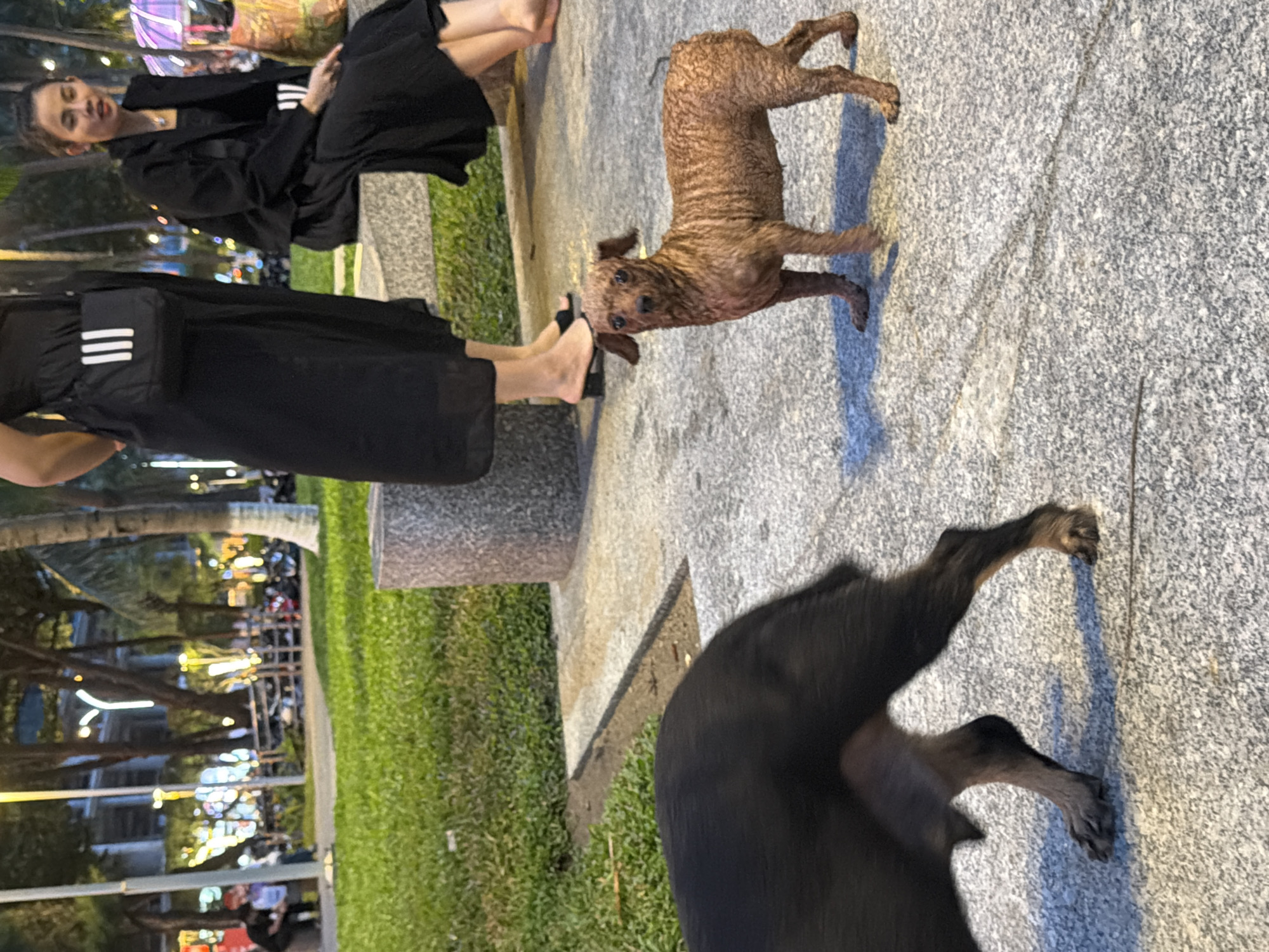 This image depicts a street scene in Nha Trang, Vietnam, likely in the evening given the artificial lighting visible in the background. In the foreground, two dogs are present on a paved walkway. One dog, primarily black and dark brown, is facing away from the camera, with its hindquarters and legs visible. The second dog, a small, wet, reddish-brown poodle mix, stands facing the camera, with its body appearing somewhat matted and wet. Behind the dogs, two women are seated on a low concrete bench. The woman on the left is wearing a long black dress and a black crossbody bag with white stripes. The woman on the right is wearing a black blazer over a dark outfit. The background features a grassy area, trees, and streetlights, suggesting a public park or pedestrian area. The overall lighting is dim, with warm tones from the streetlights.