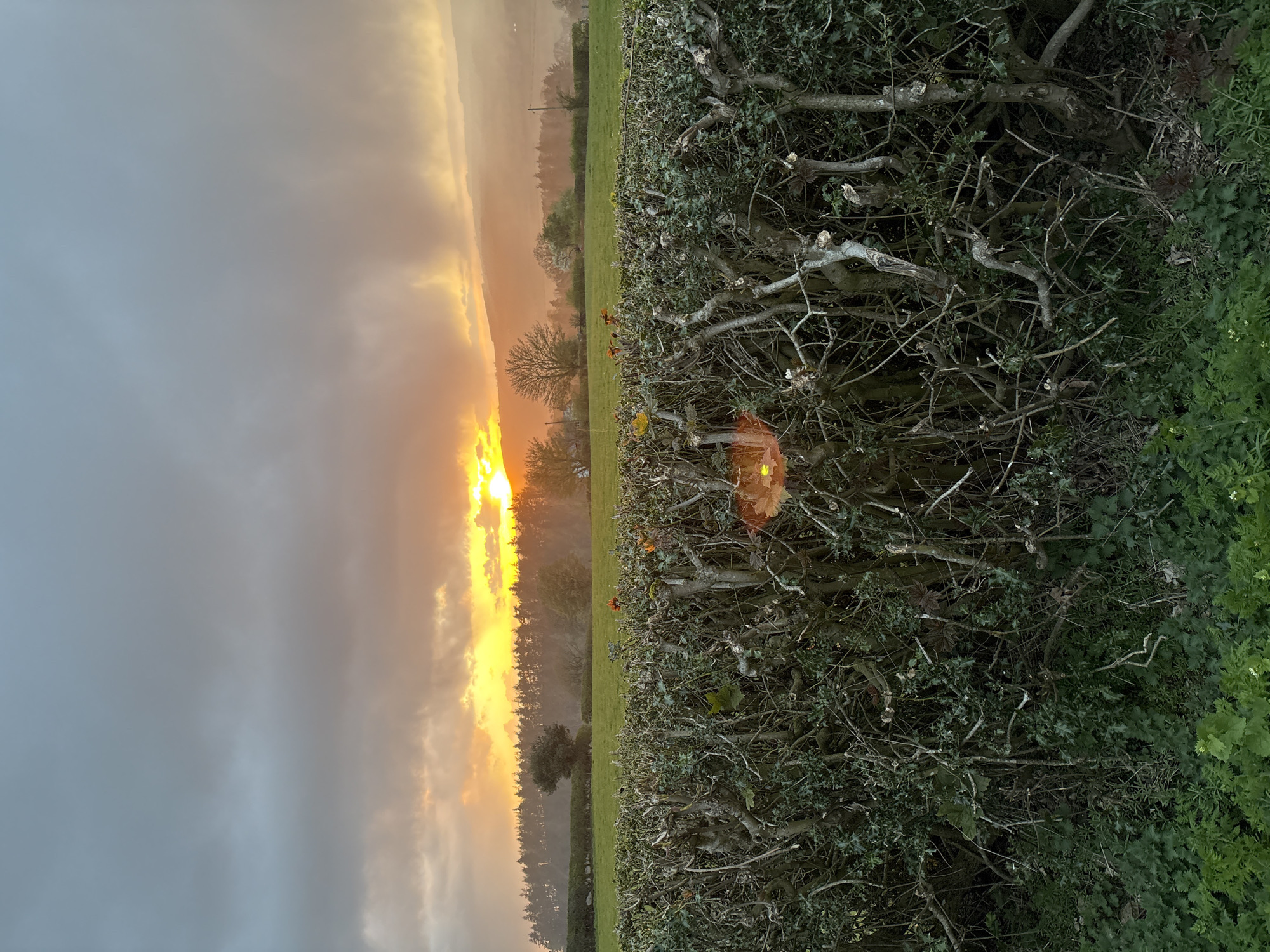The image captures a landscape scene in Worthen, United Kingdom, at sunrise. A dense, pruned hedge runs along the right side of the frame, composed of bare branches and green foliage. To the left of the hedge is a field of green grass. In the background, a line of trees stands silhouetted against the rising sun. The sky is a mix of dark clouds and brilliant orange and yellow light. A sense of rain and mist pervades the atmosphere. The image appears to be taken from a low angle.