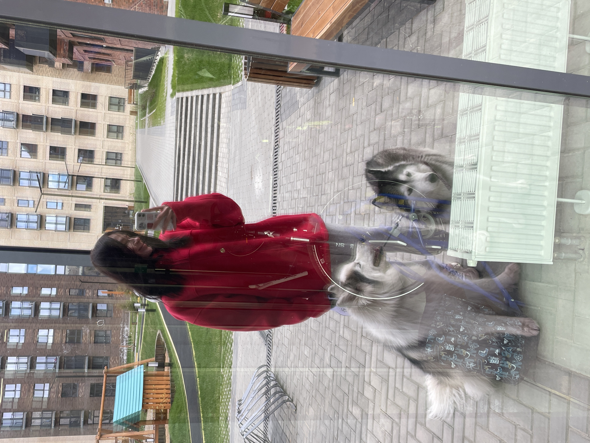 A reflection in a window shows a woman taking a selfie with two dogs. One dog is grey and white, and the other is dark grey and white. The reflection also shows a building, a grassy area with landscaping, benches, and a bike rack. It is daytime. Based on the building style and other contextual clues, this location is in the city of Pervomaysky, Russia.