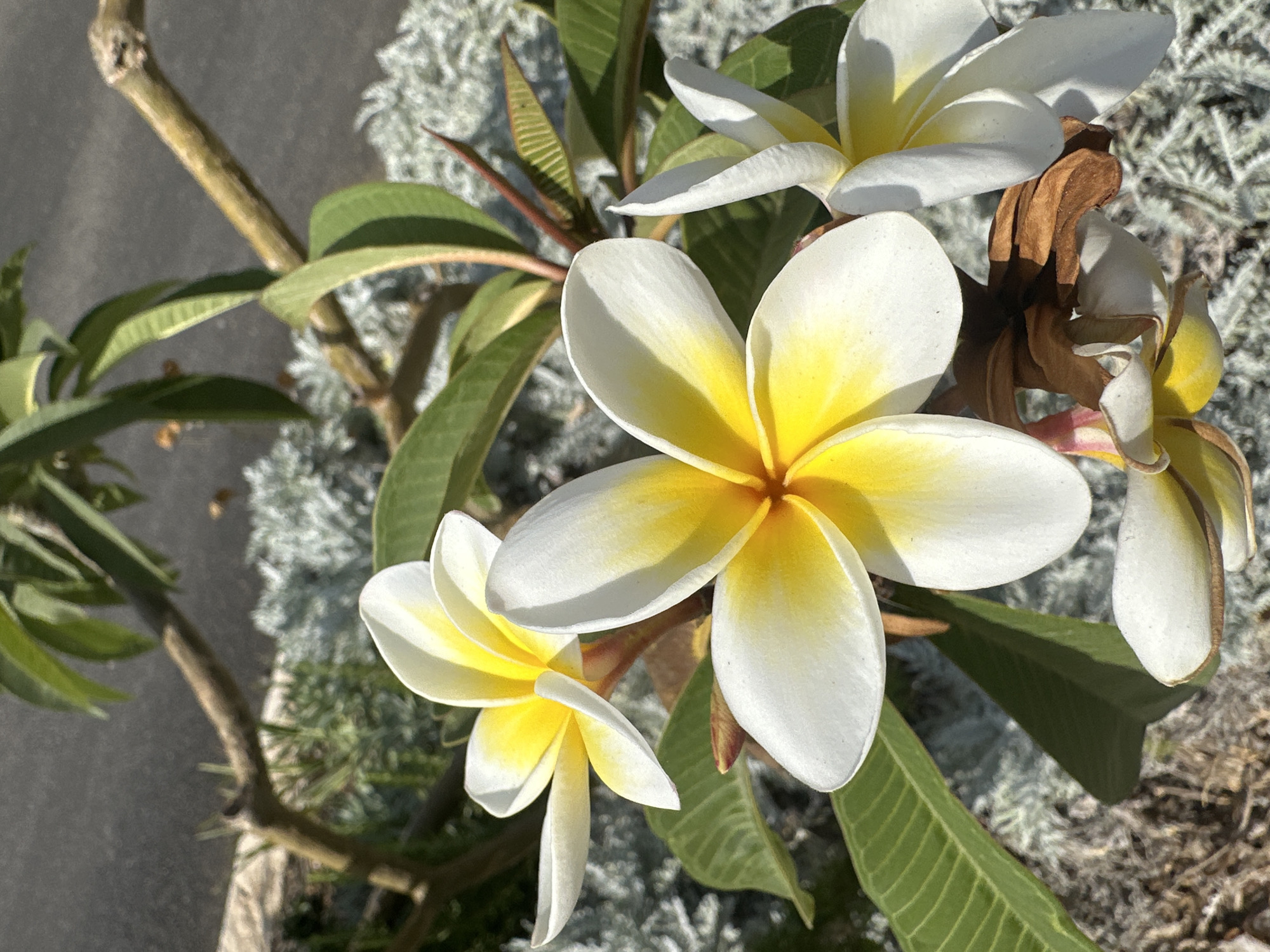The image displays a close-up of several Plumeria flowers in bloom. The flowers are predominantly white with vibrant yellow centers. Some of the flowers show signs of wilting or drying, with brown petals visible. Lush green leaves frame the blossoms, and a bare branch extends from the upper left of the frame. The background consists of out-of-focus foliage and a rough, textured surface that appears to be pavement or a similar urban ground cover. The lighting suggests a sunny day. Based on the context provided, this scene is located in the city of Haifa, Israel. There are no people or discernible animals in the image, aside from a very small, blurry insect in the upper right quadrant, possibly a bee.