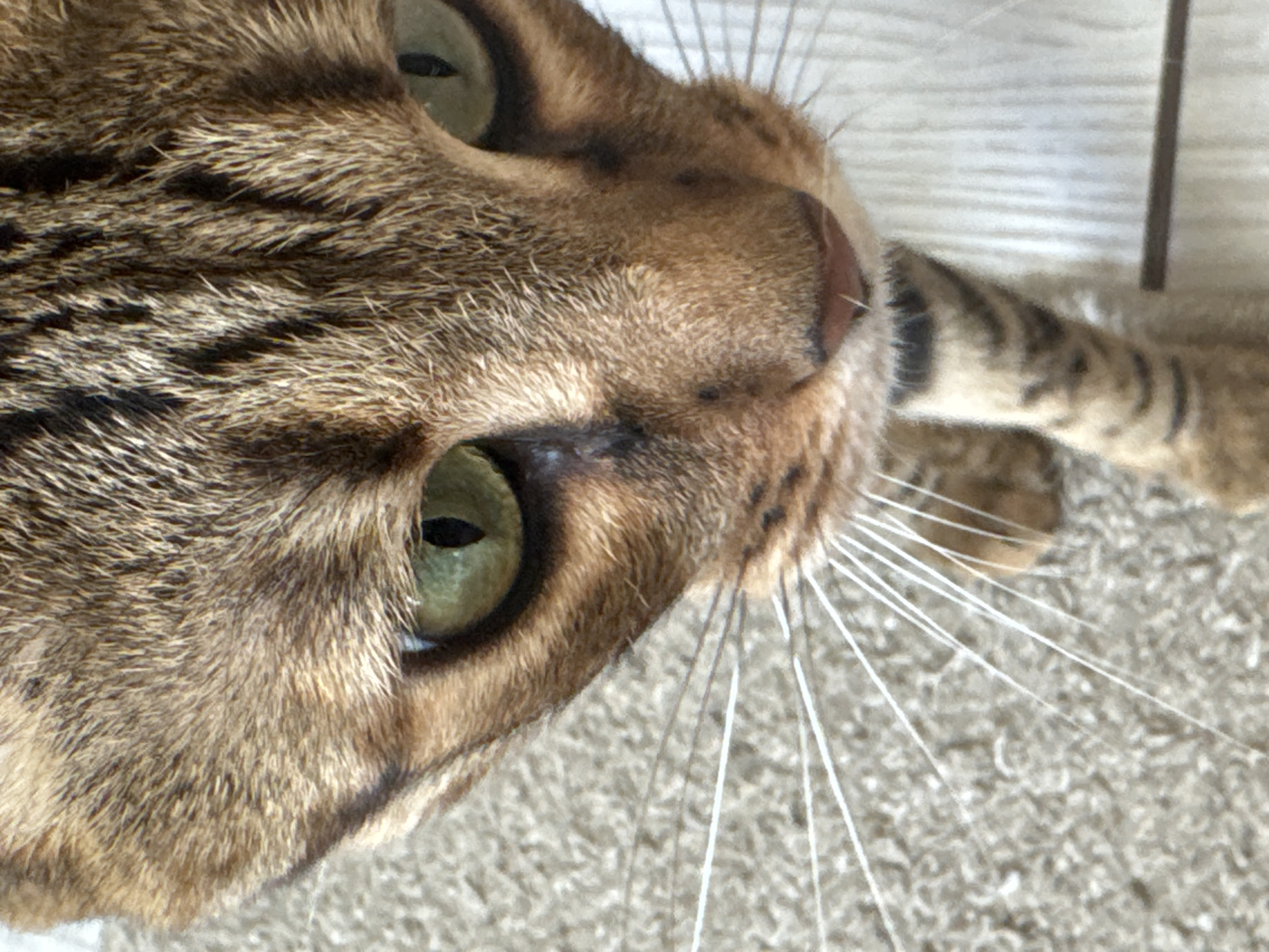 A close-up image depicts a domestic feline, specifically a cat exhibiting characteristics consistent with a Bengal breed. The animal possesses tawny fur with distinct dark brown stripes and spots across its head and visible foreleg. Its eyes are a prominent green hue with black vertical pupils, featuring dark, elongated markings extending downwards from the inner corners. A pinkish-brown nose and numerous long, white vibrissae are visible on the muzzle. The cat's head is angled downwards, with its gaze directed towards the viewer. The immediate ground surface to the left and beneath the cat is a light beige, textured carpet. A lighter, vertically striated surface, possibly wooden paneling, is present to the right and in the background. The scene is illuminated by ambient light, suggesting an indoor setting within a residence in the city of Votkinsk, Russia. No other subjects or significant objects are visible.