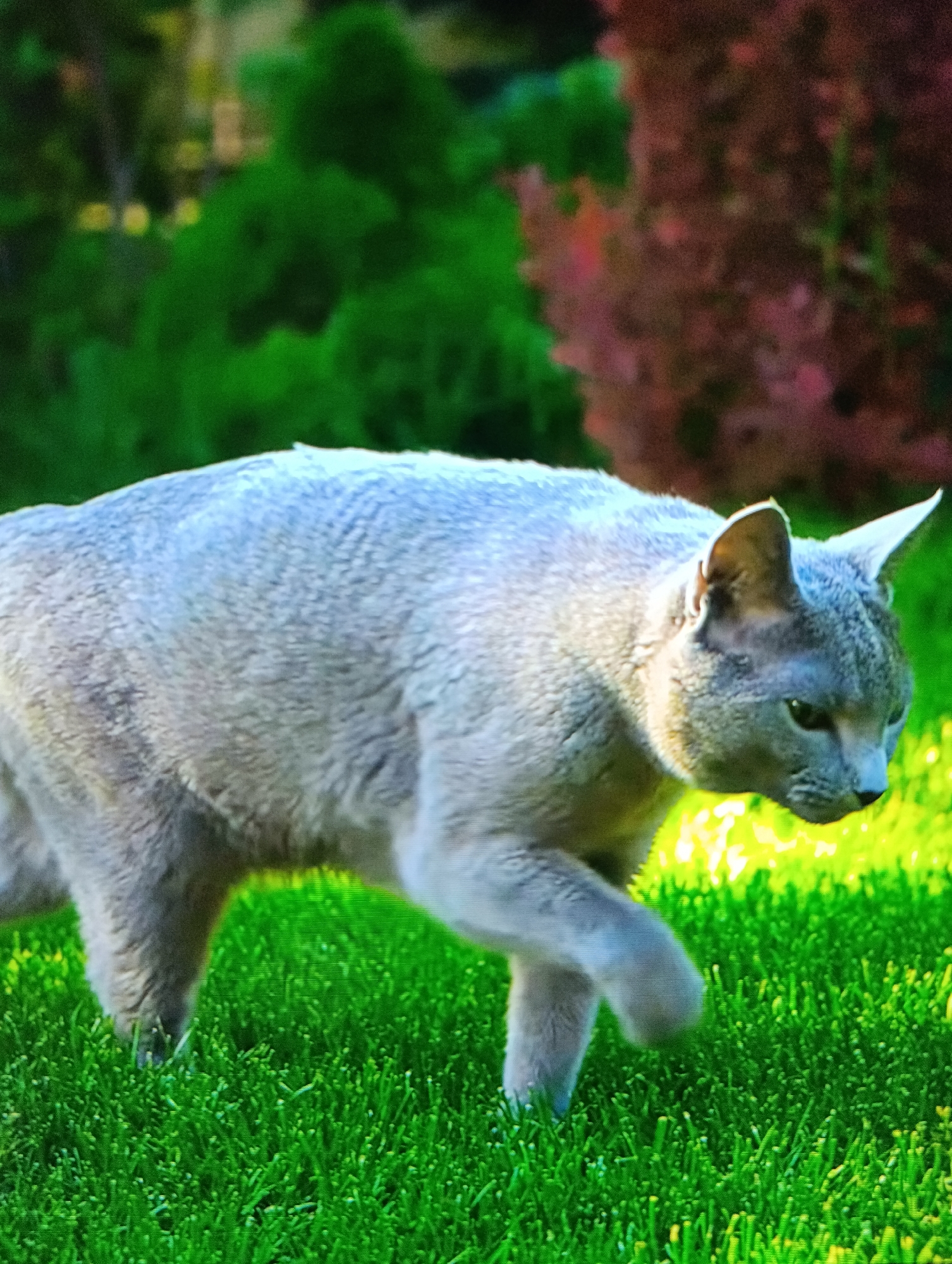 A grey cat walks on bright green grass. The cat's left paw is raised. Behind the cat are out-of-focus green and reddish-brown bushes. The location is Unknown, Unknown.