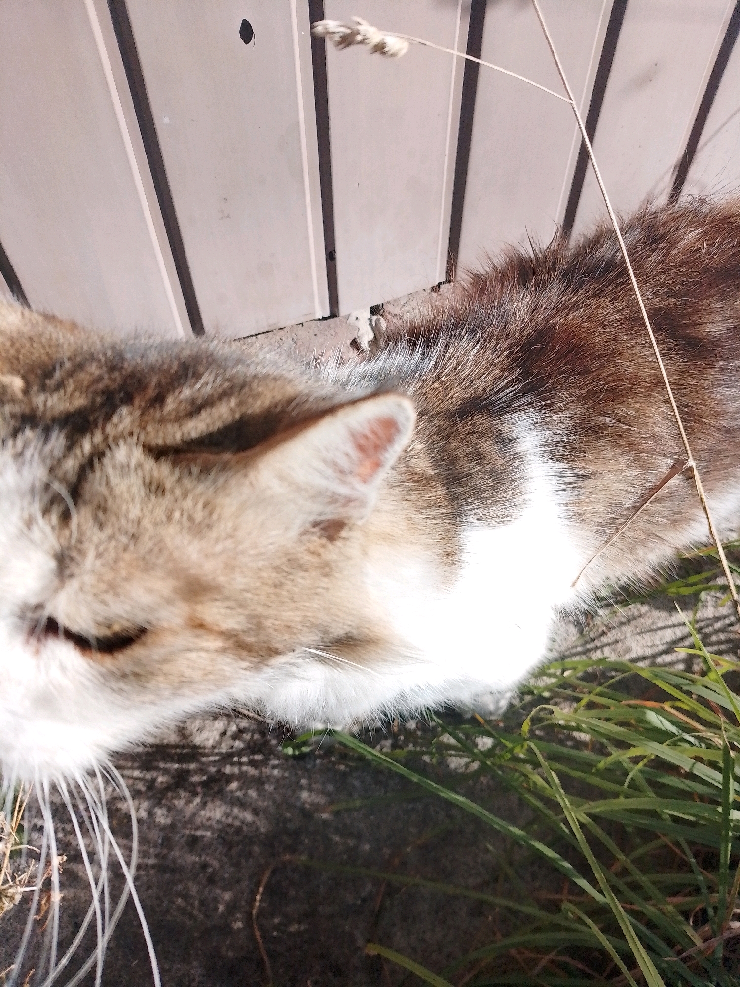 In Myrhorod, Ukraine, a close-up, high-angle shot captures a tabby and white cat resting on the ground next to a light-colored corrugated metal fence. The cat's head is turned to the left, with its eyes partially closed, and its whiskers are prominent. The fur is a mix of brown, black, and white. Green grass and dry blades of grass are visible in the foreground and around the cat, indicating an outdoor setting. The ground appears to be a mix of dirt and possibly concrete or stone. The lighting suggests it is daytime, with shadows cast by the grass and the cat. A dry stalk of grass extends diagonally across the image.