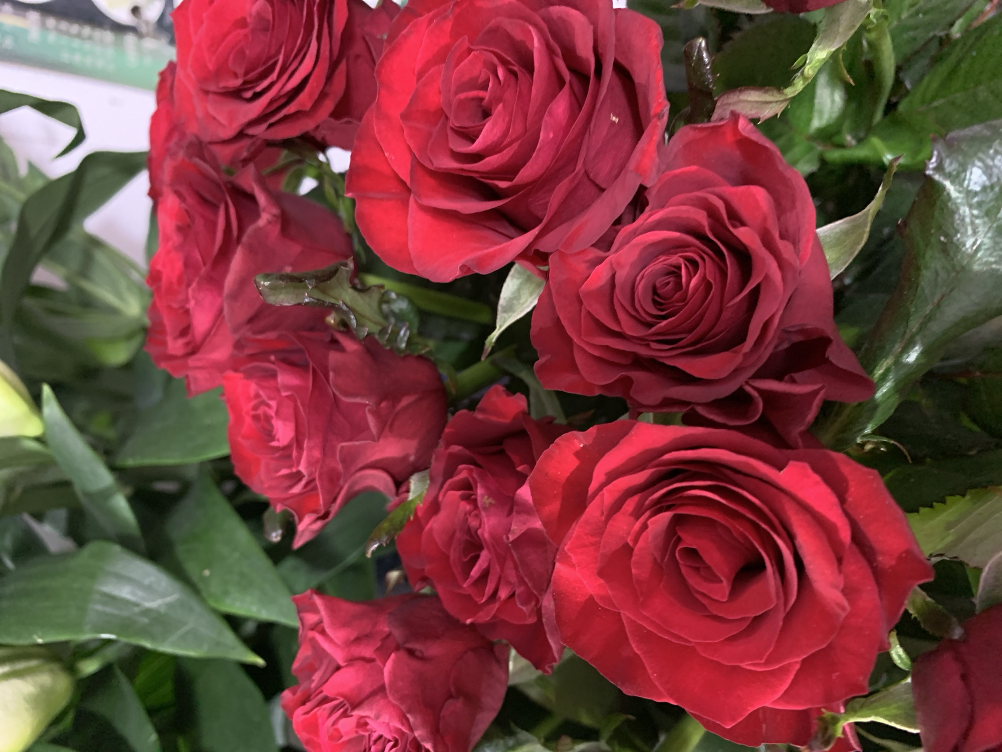 A close-up, eye-level shot captures a vibrant bouquet of deep red roses. The flowers are densely packed, with some fully bloomed and others still opening, revealing intricate petal structures. The texture of the petals appears soft and velvety. Green foliage, likely rose leaves and possibly other plants like lilies, forms a lush backdrop, providing a contrasting color and textural element. The lighting is soft, highlighting the rich color of the roses and creating subtle shadows that add depth. There are no people visible in the image, and no specific location in the city of Sumy, Ukraine can be determined from the visual information provided. The scene is purely focused on the aesthetic presentation of the floral arrangement.