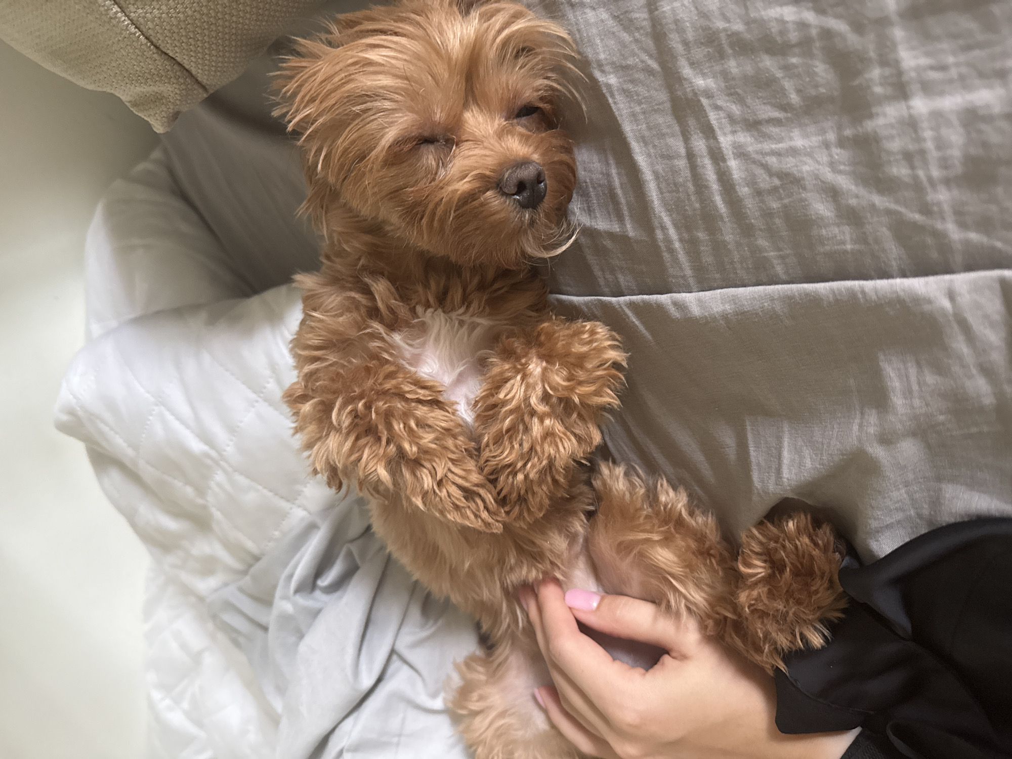 A small, tan dog with curly fur is sleeping on a bed. The dog is lying on its back with its legs in the air. A human hand with pink nail polish is gently touching the dog's belly. The bed is covered in gray and white linens. The background is out of focus but appears to be a wall and a pillow. There is no indication that this scene is located in Prague, Czechia.