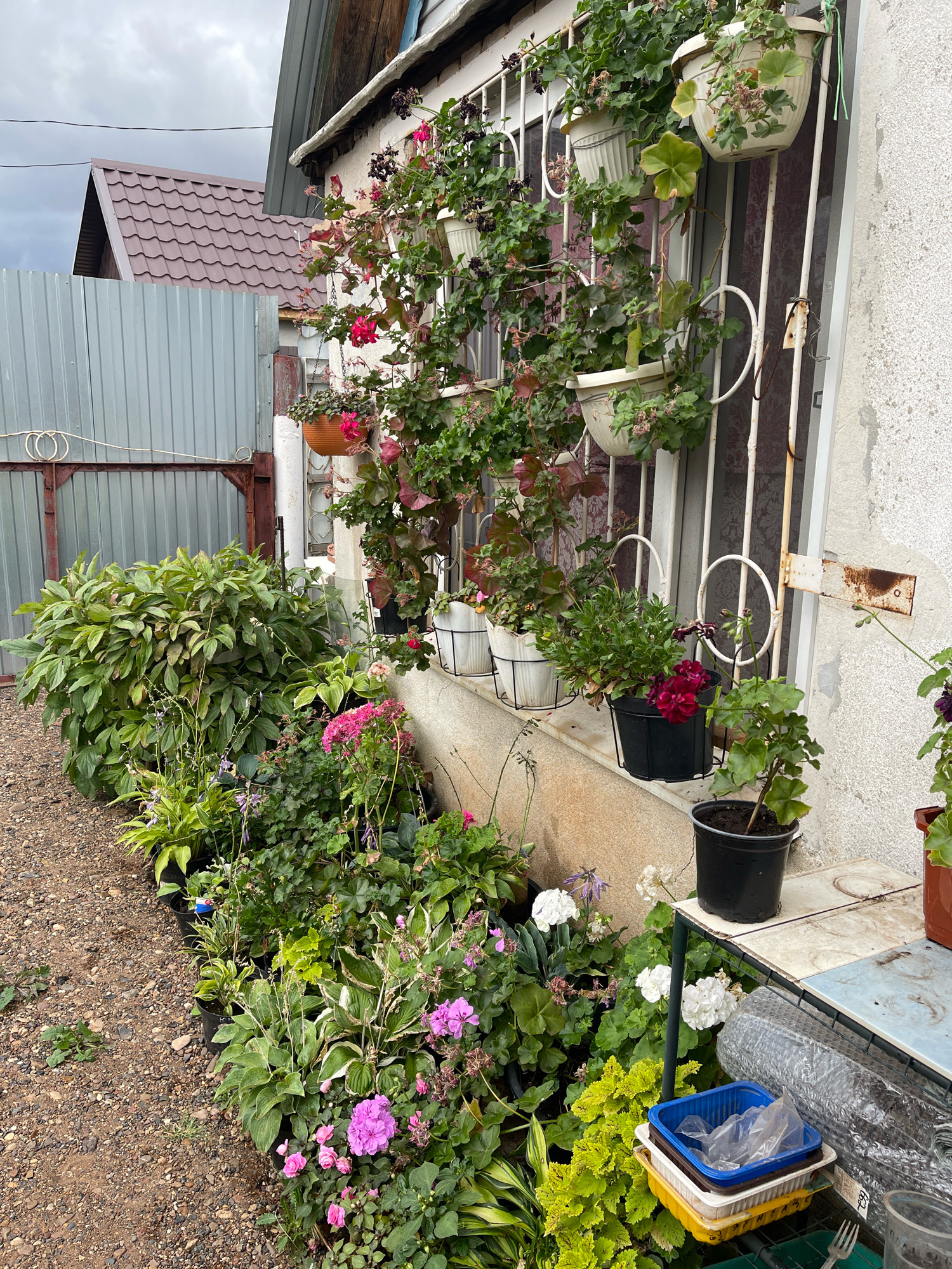 A medium shot captures a quaint outdoor scene in Tatarak Kargala, Russia, featuring a collection of potted plants arranged along the exterior wall of a building. The building's white stucco exterior is visible, adorned with a white wrought-iron window grille. Several potted plants, including geraniums with vibrant pink and dark red blooms, are strategically placed both in hanging baskets on the grille and on the windowsill. Below the window, a variety of potted plants, including hostas with variegated foliage, pink and purple flowering plants, and green leafy varieties, are arranged in a row on the gravel ground. To the left, a tall, dense green bush occupies a significant portion of the frame. The background reveals a corrugated metal fence and a section of a house with a brown metal roof, characteristic of rural Russian architecture. The sky is overcast, suggesting a cloudy day. Scattered on a small table to the right are plastic containers, bubble wrap, and a metal fork.