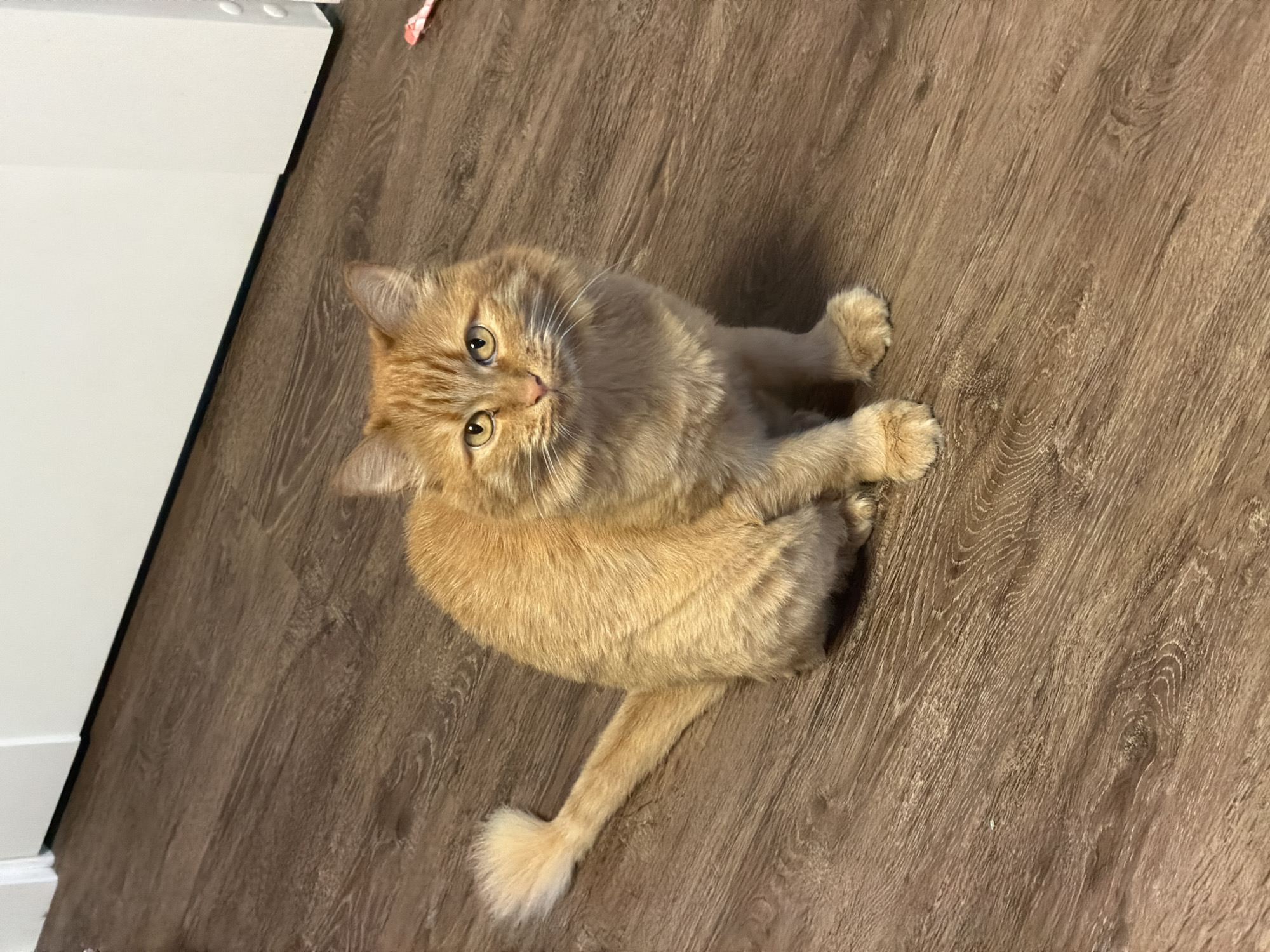 An orange tabby cat with fluffy fur and yellow eyes sits on a dark brown wooden floor. The cat is facing the camera, and its tail is extended to the left. The background is blurred, but appears to be an indoor setting with white walls and baseboards. There are no people or other animals visible in the image. The image was taken in the city of Perm, Russia.