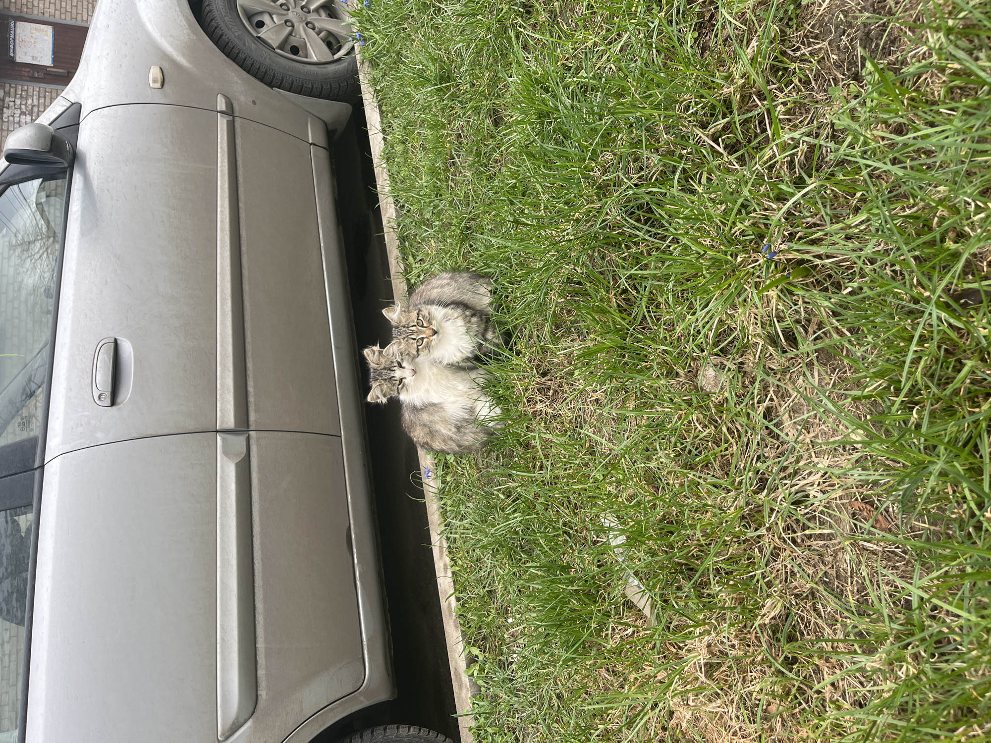The image depicts an outdoor scene on a sunny day, showcasing two small kittens next to a parked car and a grassy area. A light gray or silver car, possibly a Kia based on the visible hubcap, occupies the left side of the frame. Its driver's side is visible, showing the door handle, side mirror, and portions of the front and rear wheels. The car appears to have a layer of dust or dirt.
Nestled between the car and a concrete curb are two fluffy kittens with tabby markings, featuring a mix of grey, brown, and white fur, and distinct white chests and noses. One kitten is clearly visible, looking directly at the camera with alert, curious eyes. The second kitten is partially obscured, appearing to be lying closely beside the first. They are situated on a strip of ground that looks like dirt or sparse dry grass.
To the right of the concrete curb, a patch of vibrant green grass extends across the remainder of the frame, with some areas showing dryer, brown grass underneath. The bright sunlight suggests it is daytime, casting clear shadows. In the background, behind the car's front wheel, a brick wall is partially visible. A blurry sign on this wall appears to have Cyrillic text, with "ИНФОРМАЦИЯ" (INFORMATION) being faintly discernible. The overall scene portrays a quiet, ordinary moment in what is contextually described as Klin, Russia.