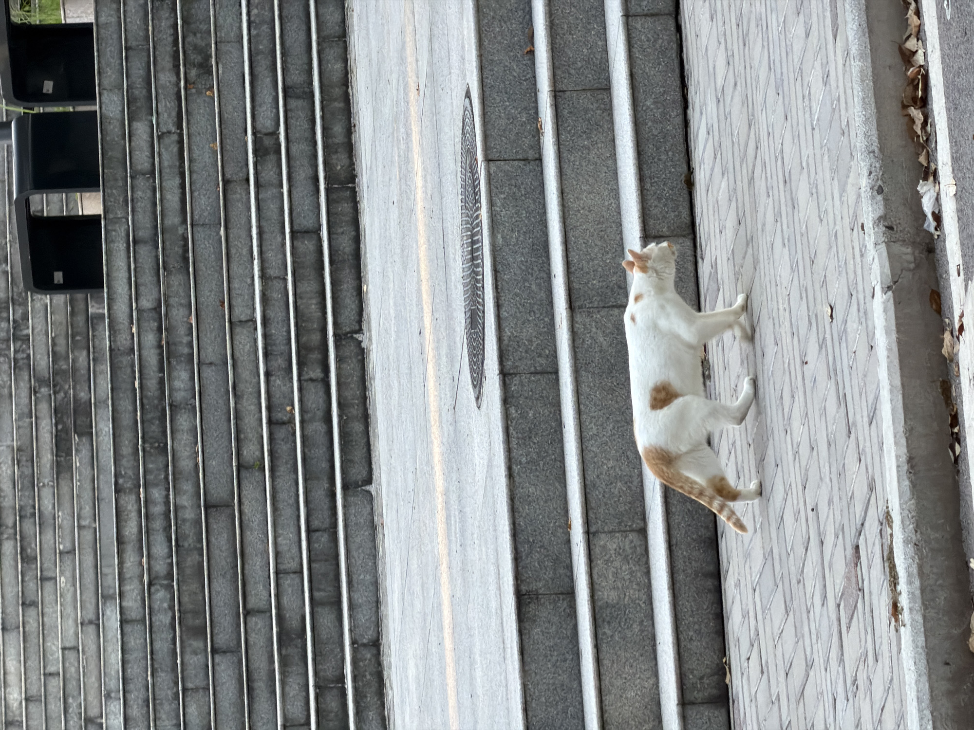 A white cat with orange markings is walking on a paved sidewalk. The cat is facing to the right, with its tail raised and curved. Behind the sidewalk, there are several wide, stone steps leading up to a landing. On the landing, there are two dark, curved benches. In the background, more stone steps are visible, extending upwards. The environment appears to be an outdoor public space, possibly in the city of Jiangjin, China. The lighting suggests it is daytime, with diffused light. The ground is paved with rectangular bricks, and there are fallen leaves scattered around the base of the steps and along the curb. A circular manhole cover is visible on the landing between the sidewalk and the steps.