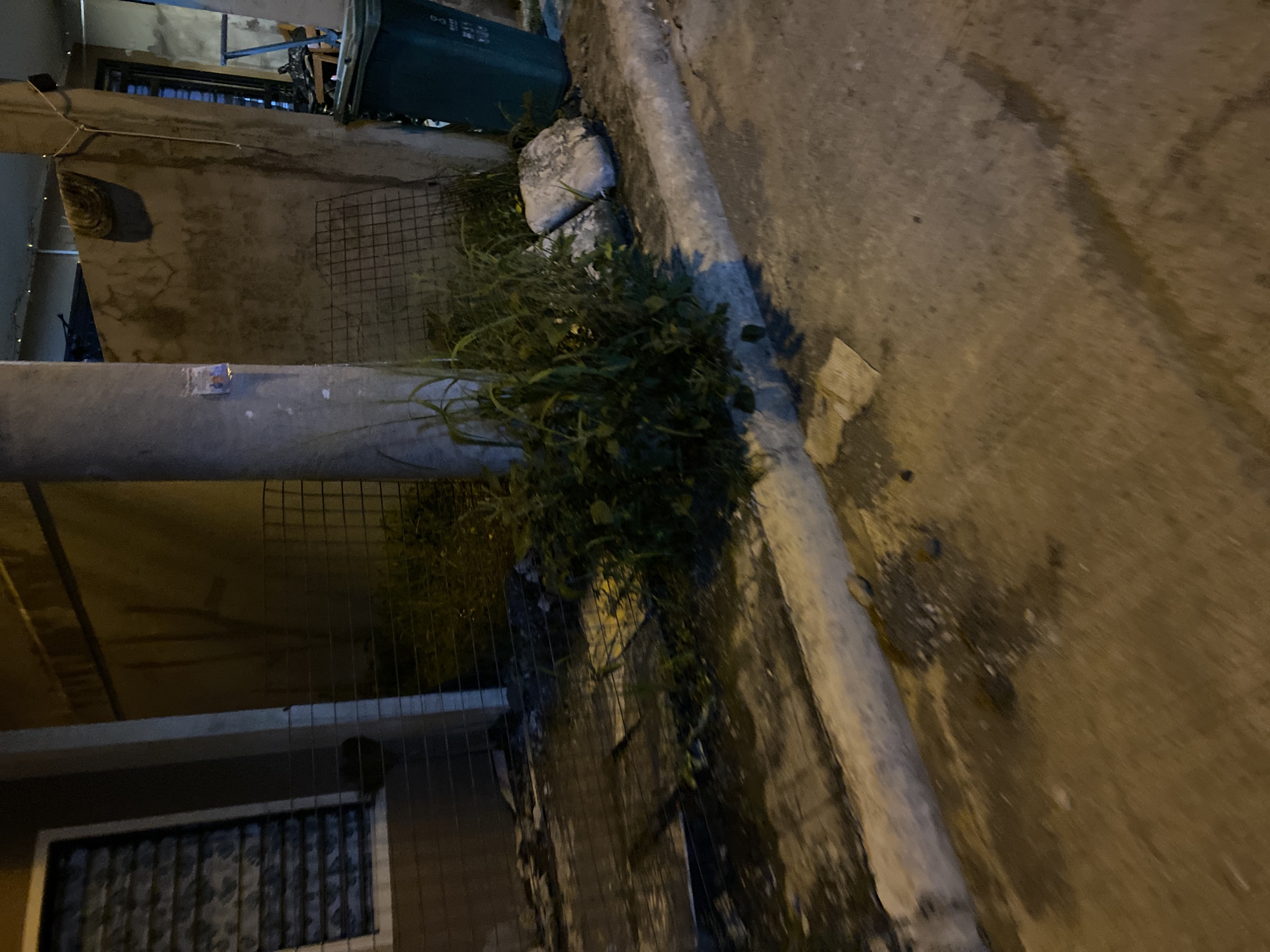 The image, rotated 90 degrees clockwise, depicts a nighttime view of an urban outdoor space in Davao City, Philippines. The scene is illuminated by artificial light, casting visible shadows.
In the upper right portion, a concrete surface serves as the ground or pathway, appearing damp with some scattered debris, including a torn piece of cardboard. A concrete curb runs diagonally across the image, separating this upper area from a lower section.
Dominating the center is a thick, horizontally oriented concrete pillar or post. A patch of vibrant green plants and tall grass grows abundantly around this pillar, extending towards a dark wire mesh fence located behind it. Rocks are visible among the foliage near the curb.
Towards the bottom and left, various building elements are visible. There are concrete walls, and further down, a window with either a patterned curtain or security grates. An outdoor air conditioning unit is mounted high on a wall in the upper left corner, and a dark green trash bin is partially seen near the top edge, adjacent to the overgrown plants.
No people or specific activities are observable. A small, colorful sticker, too indistinct to read, is visible on the concrete pillar.