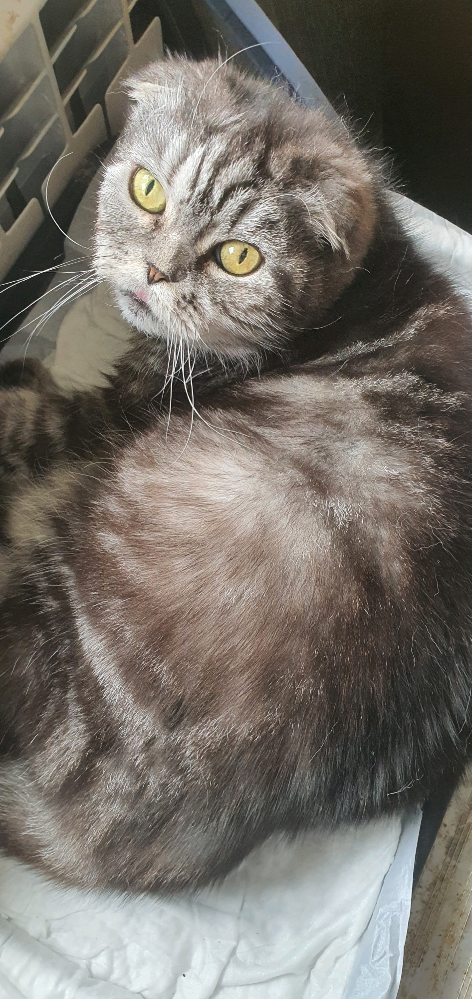 A grey tabby Scottish Fold cat with bright yellow eyes is lying down on a white surface. The cat's fur has distinct dark grey and silver tabby markings. Its ears are folded forward, and its tongue is slightly sticking out. The cat is positioned in the lower right quadrant of the frame, with its head turned towards the upper left. In the upper left background, a grey, slatted object, possibly a pet carrier or basket, is visible. The environment appears to be indoors, with the lighting suggesting it's daytime. There are no people or any other animals visible in the image. The scene is devoid of specific details that would allow for a precise location in Chastoe, Russia.