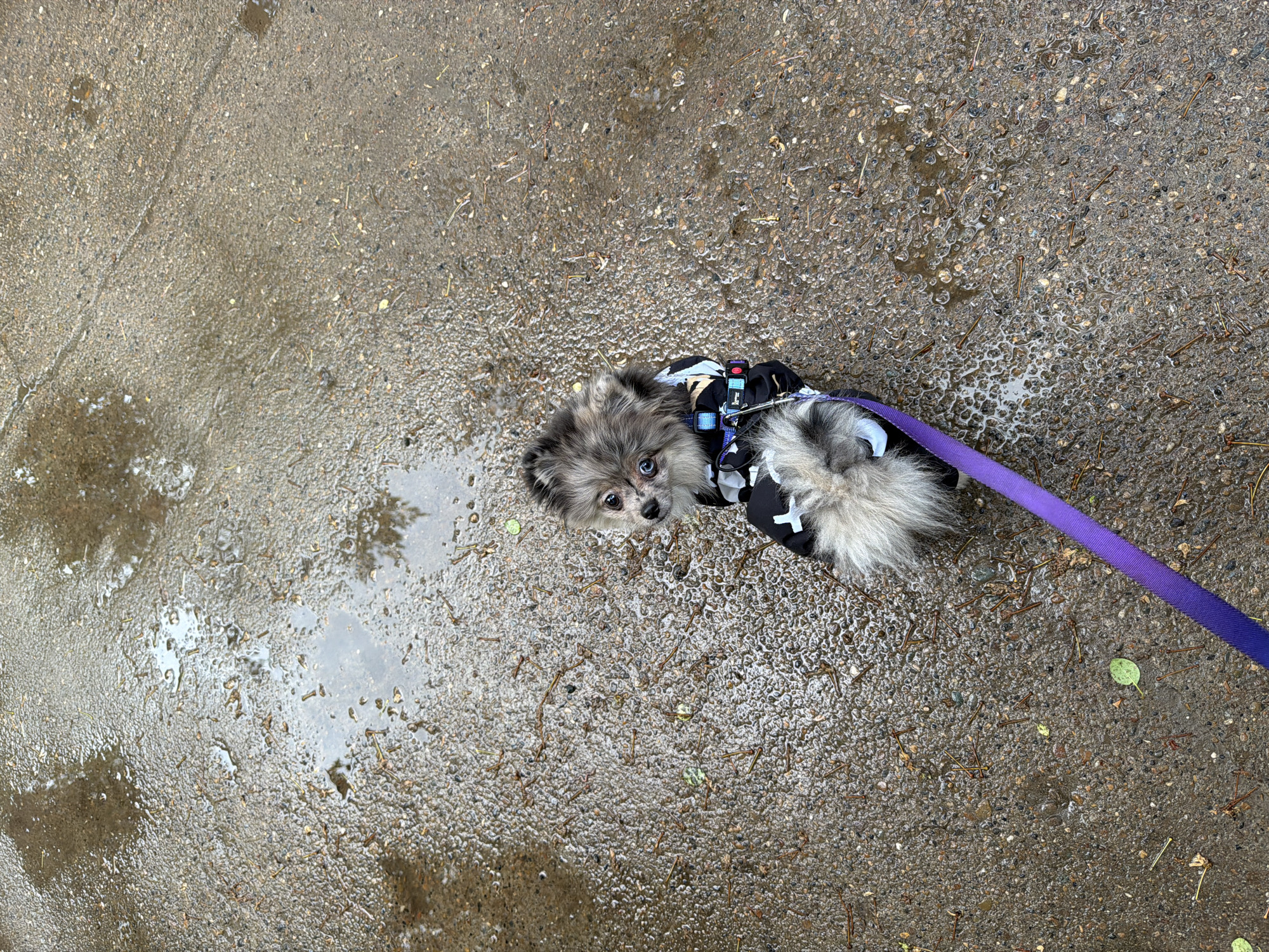 A small, fluffy dog with merle grey, black, and white fur is captured from a high angle, looking directly up at the camera. The dog, possibly a Pomeranian or similar small breed, has distinct heterochromia, with one bright blue eye and one dark eye. It is wearing a black harness adorned with white cross-like patterns and a bright purple leash is visible stretching to its right.
The dog is standing on a wet, dark grey, coarse-grained pavement or asphalt surface. The ground is covered in numerous small puddles and wet patches, indicating recent rainfall. Scattered across the damp surface are small pieces of natural debris, including pine needles and a few small green leaves. The wetness of the ground reflects the ambient light, creating a glistening effect.
The scene appears to be outdoors during the daytime, likely under an overcast sky or shortly after rain. The dog's expression is attentive and curious, looking up with a slight tilt of its head. The overall setting is consistent with an outdoor walk in an urban or suburban area, such as a sidewalk or path in Chaikovsky, Russia. There is no visible text in the image.