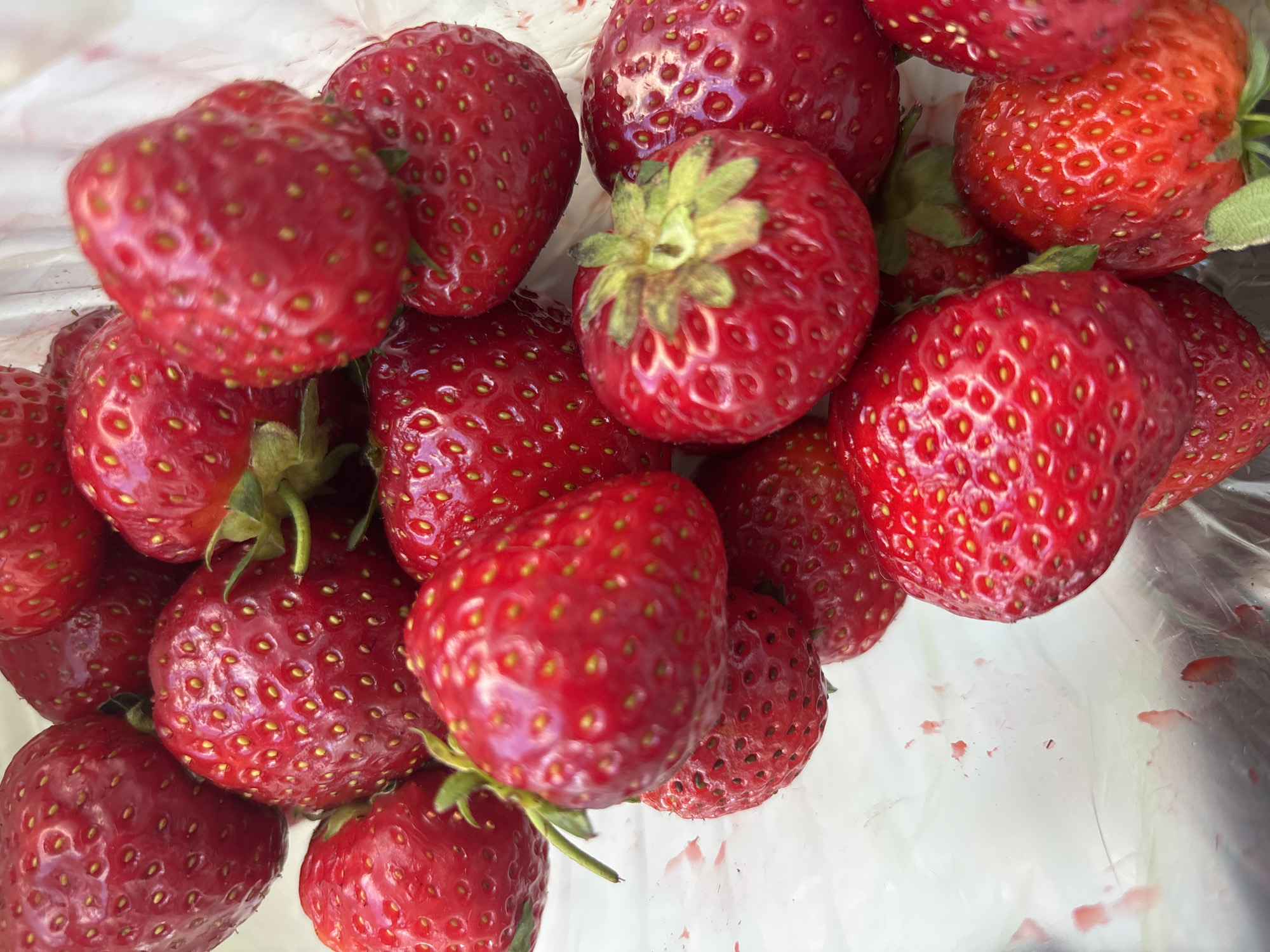 A close-up, top-down shot shows a pile of ripe strawberries spilling out of a clear plastic bag. The strawberries are a vibrant red with visible yellow seeds. Some of the berries have green stems and leaves. The plastic bag has streaks of red juice on its surface. The scene is not identifiable as being located in Bila Tserkva, Ukraine.