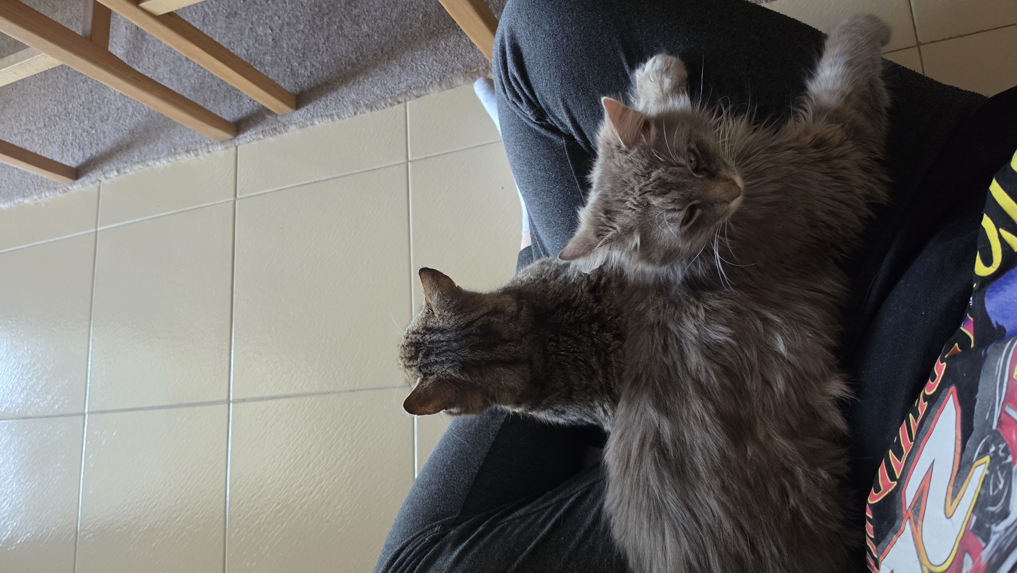 The image shows two cats resting on a person's lap. One cat is a grey tabby, and the other appears to be a long-haired grey cat. The person is wearing dark grey pants and a black shirt with a colorful design on the sleeve. The setting appears to be indoors, with beige tile flooring and the corner of a wooden chair visible in the background. There is no discernible information to conclude that the image was taken in Rogachevo, Bulgaria.