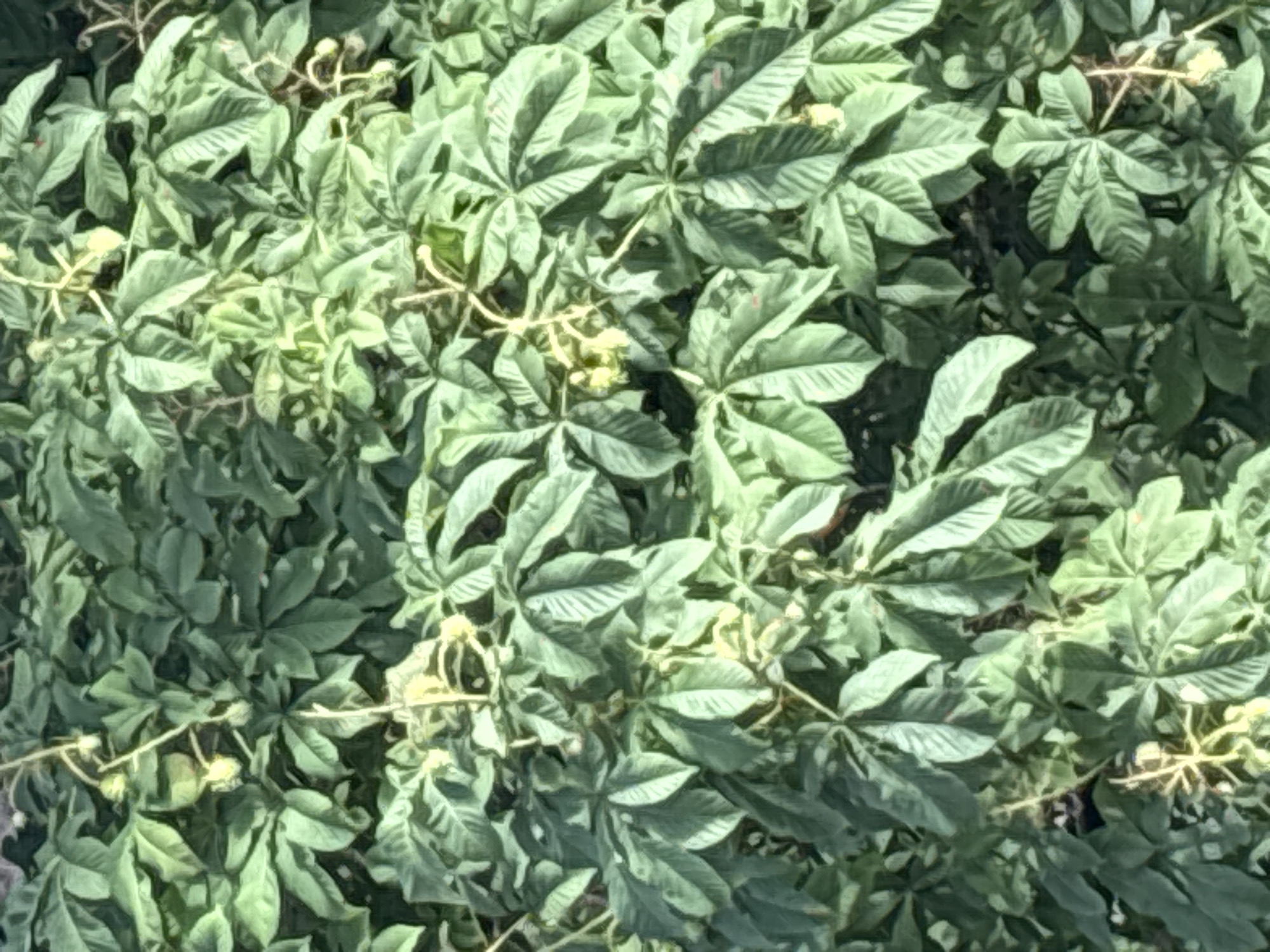 The image displays a dense canopy of horse chestnut leaves, suggesting a natural setting within Bila Tserkva, Ukraine. The foliage is predominantly green, with some areas appearing lighter due to sunlight filtering through. Scattered within the leaves are yellowing stems and what appear to be developing seed pods or flower remnants, indicating the season is likely late spring or early summer. The image is a close-up, top-down view of the leaves and branches, with no discernible man-made structures or human presence. The overall impression is one of lush, natural growth in an outdoor environment.