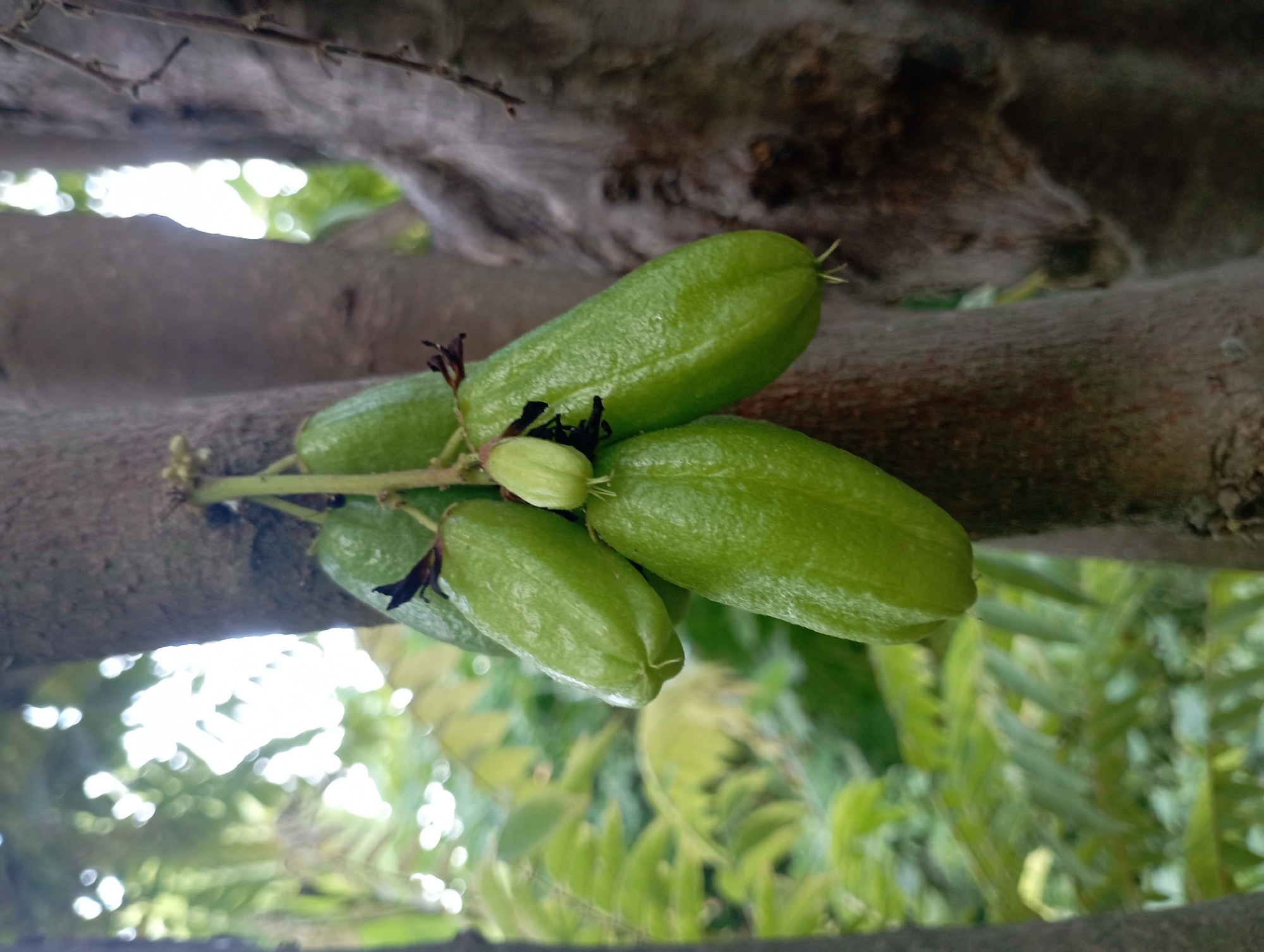 The image shows a close-up of a cluster of unripe, green starfruit (Averrhoa bilimbi) hanging from a tree. The fruit are elongated and ribbed, with a slightly waxy texture. Some of the fruit have small, dark remnants of flowers at their tips. The tree trunk, which is rough and brown, is prominent in the foreground, with other tree trunks and foliage visible in the background, creating a dappled effect of light and shadow. The scene appears to be outdoors in a natural environment, consistent with a garden or orchard in Sembung Anyar, Indonesia, where this fruit is commonly grown.
