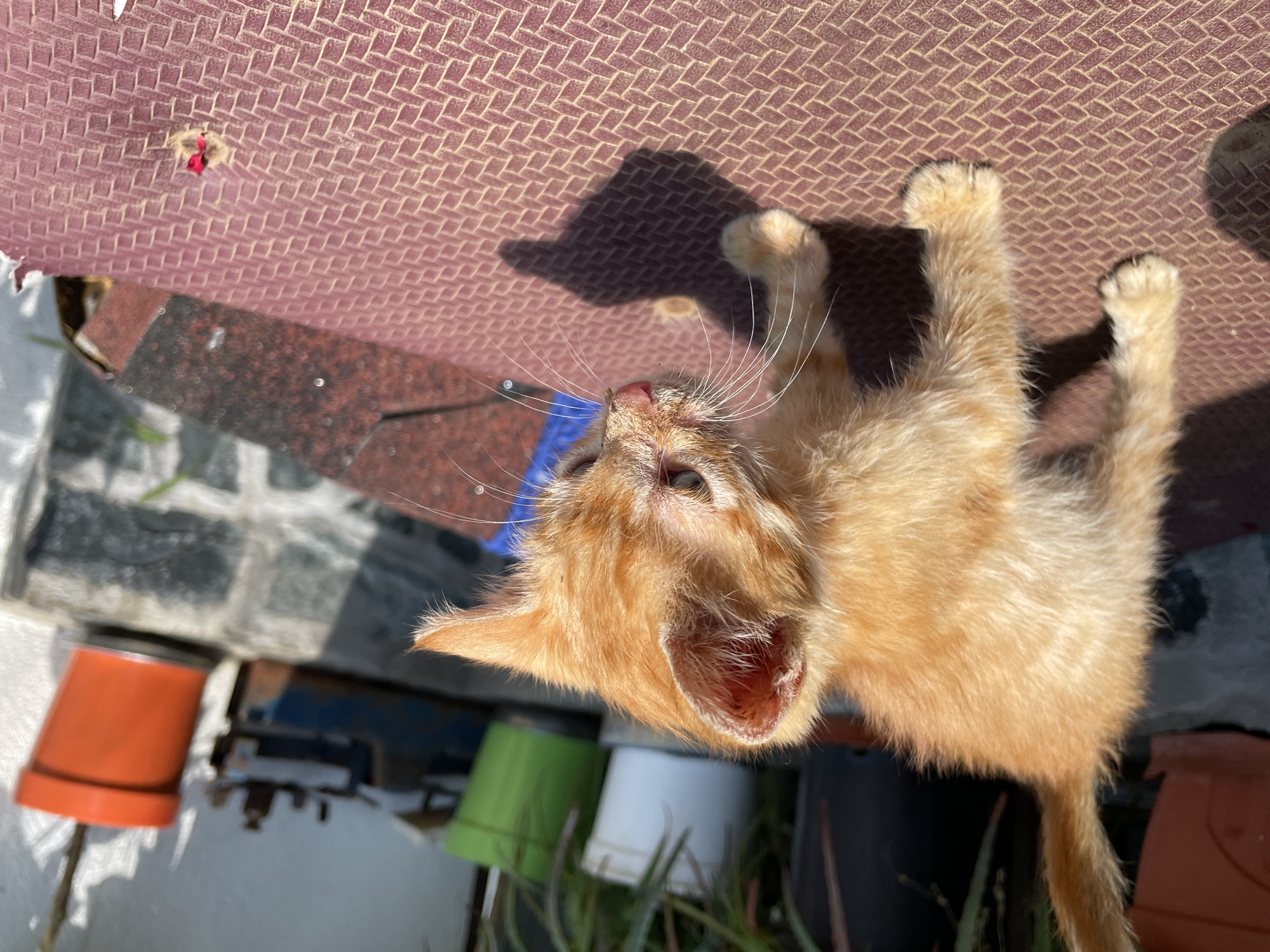 A high-angle, vertical outdoor photograph features a small, light orange (ginger) kitten lying on its back or side, looking upwards with a curious expression. The kitten is centered in the mid-right of the frame, with its mouth slightly ajar, showcasing prominent white whiskers. A small amount of what appears to be dirt or debris is visible around its nose.
The kitten is positioned beneath a reddish-brown, textured surface, possibly a mat or fabric awning, which dominates the upper portion of the image. This surface exhibits a distinct basket-weave or diamond pattern. A small, torn hole in this material reveals a tiny red object, possibly a flower petal or piece of plastic. Bright sunlight casts strong, clear shadows of the kitten's head and paws onto this overhead surface, indicating a sunny day, likely mid-day.
The background, partially blurred, reveals elements of an outdoor setting. Various potted plants in different colored containers—including green, white, black, and an orange one on the far left—are visible below and around the kitten, suggesting a garden, patio, or balcony environment. The location is known to be Zlatograd, Bulgaria. The kitten appears relaxed and engaged, possibly observing something above it. No text is visible in the image.