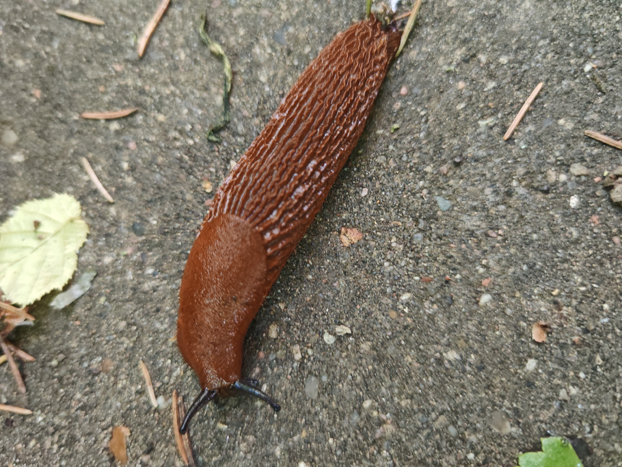 A brown slug with visible wrinkles along its body is on a gray, gritty surface, likely concrete or asphalt, scattered with small pebbles and debris. Several dried pine needles and a single pale yellow leaf are also visible on the surface, as well as a thin strand of green vegetation. The slug is positioned diagonally, with its head, indicated by two dark antennae, facing towards the bottom left of the frame. The background appears to be a natural outdoor environment. The location is identified as Rosinka KP, Russia.