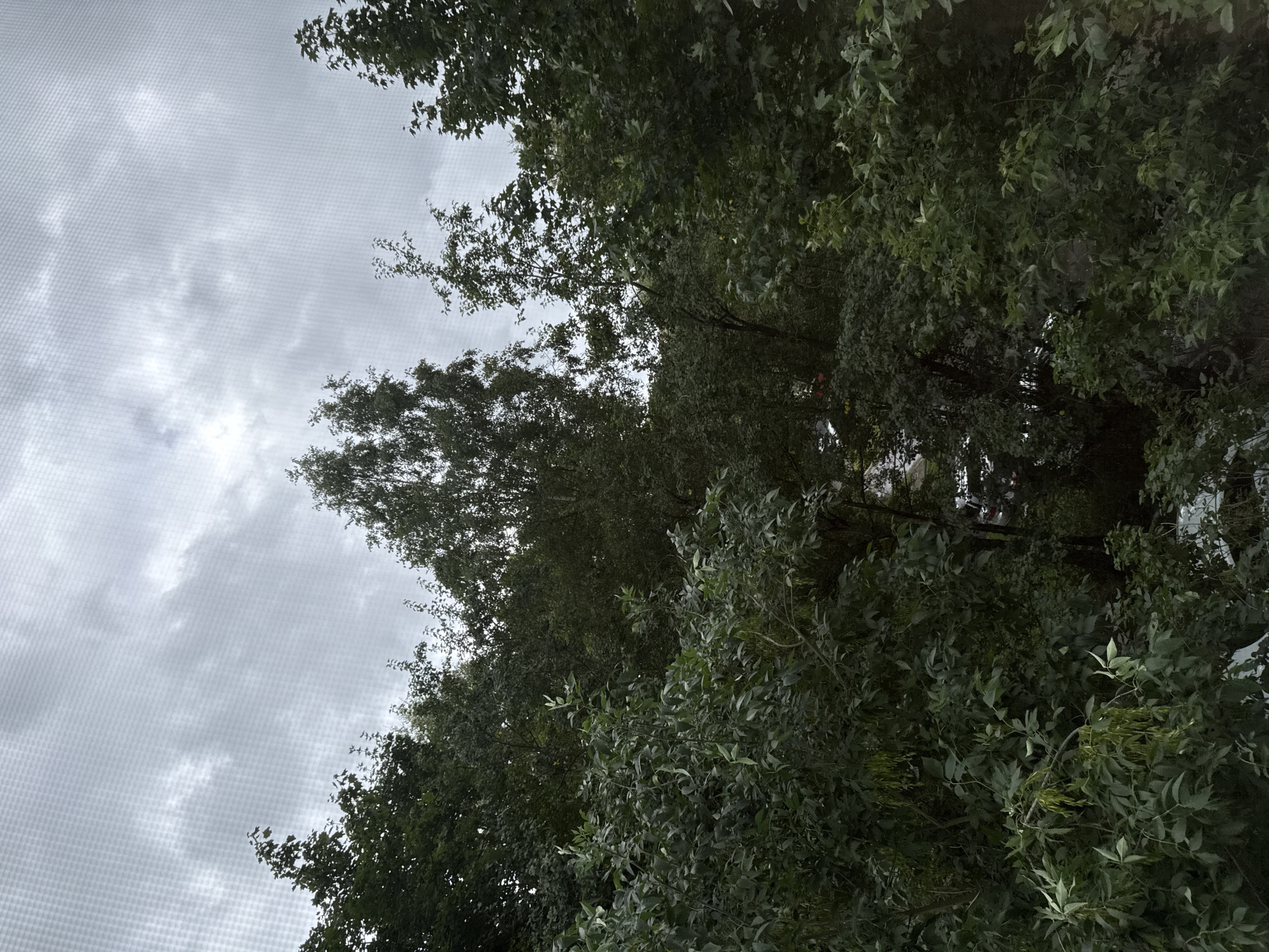 This image depicts a dense canopy of green trees in the foreground, with their branches extending upwards and obscuring most of the view. Above the trees, a cloudy, grey sky is visible. The image appears to have been taken from an elevated position, possibly an apartment window, as a fine grid pattern is overlaid on the sky, suggesting a screen or mesh is present. Hints of buildings and vehicles can be seen through gaps in the foliage in the lower right quadrant of the image, suggesting an urban or suburban environment. The overall impression is one of a verdant, slightly overcast day.