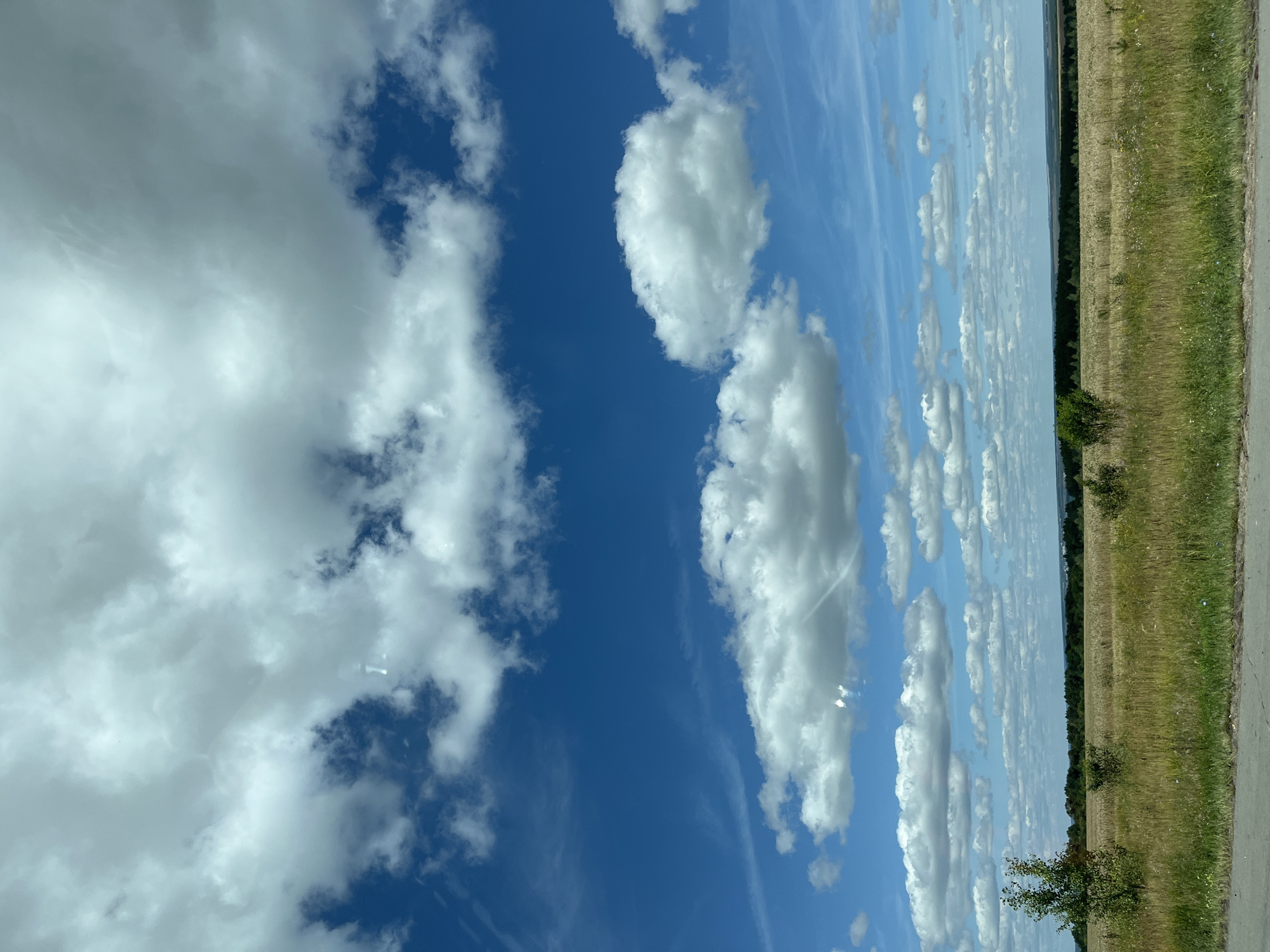 A photograph captures a rural landscape under a bright blue sky filled with scattered white clouds. The foreground features a dry, grassy field bordering a paved surface, likely a road. A lone, small tree stands to the left of the field, with a few scattered bushes and wildflowers. In the middle ground, a vast field of golden crops, possibly wheat, stretches towards a distant, dark green forest. The horizon is lined with trees, and beyond them, the land recedes into a hazy distance, suggesting rolling hills or plains. The scene appears to be in Neptun, Russia.